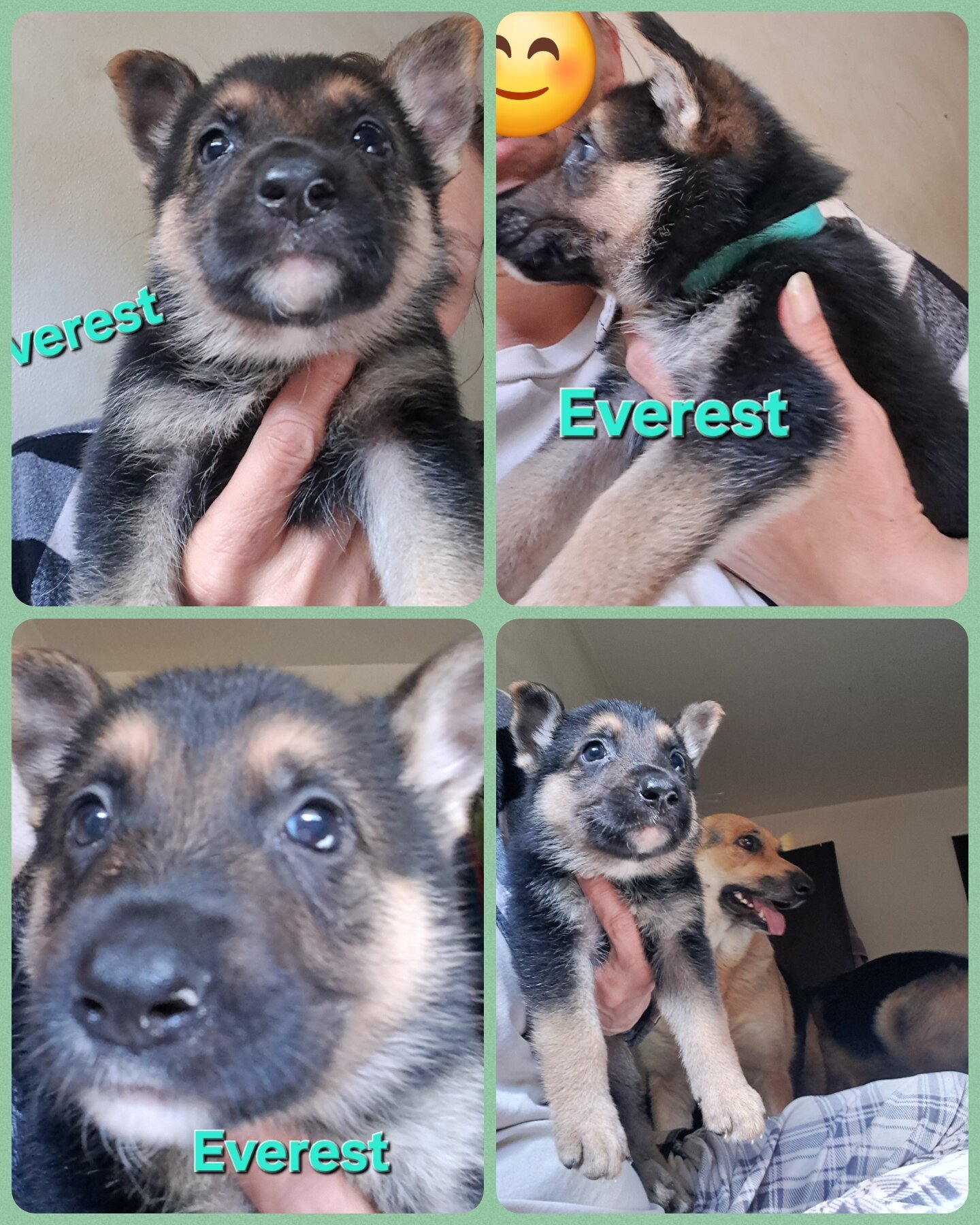 GSD puppies image 6