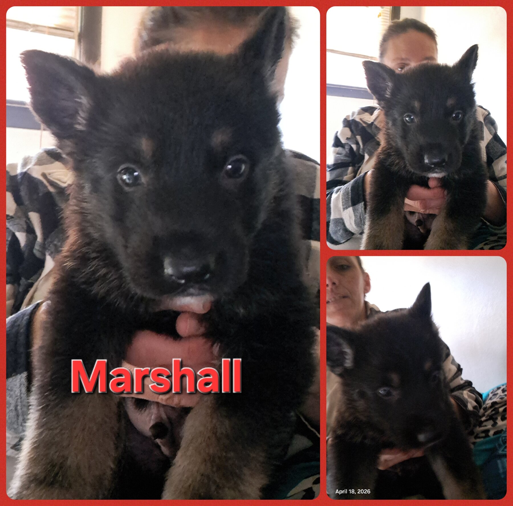 GSD puppies image 2