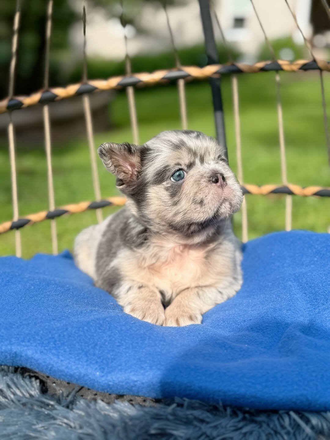 French Bulldog image 2