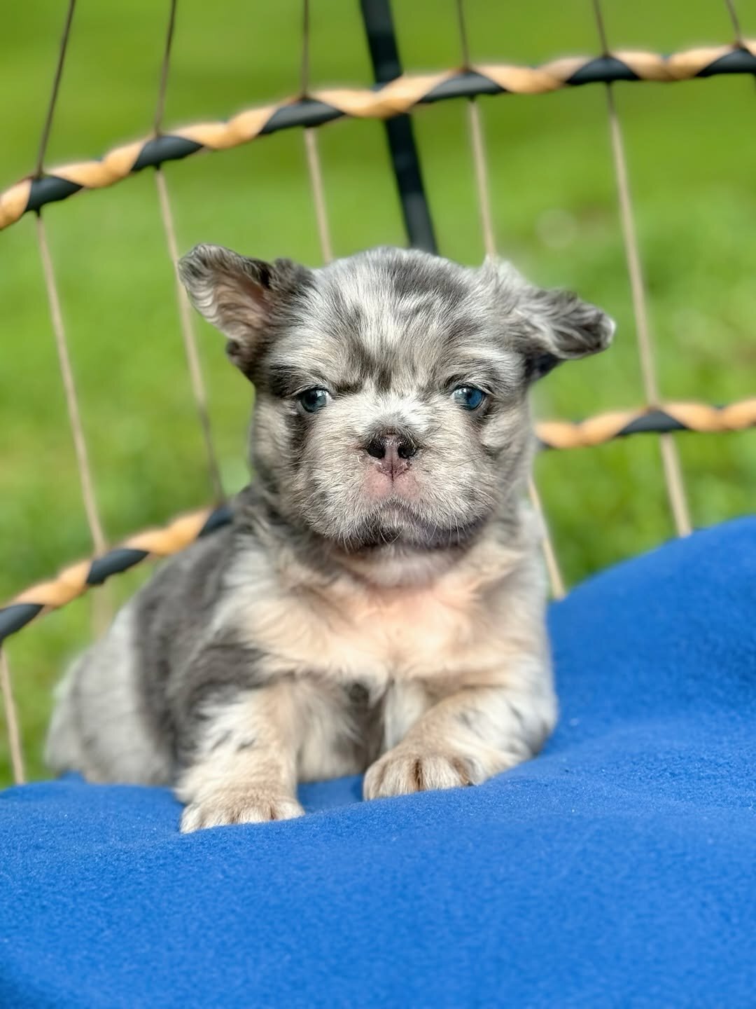 French Bulldog image 3