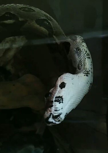 Adult Boa Constrictor (unhandled) image 1