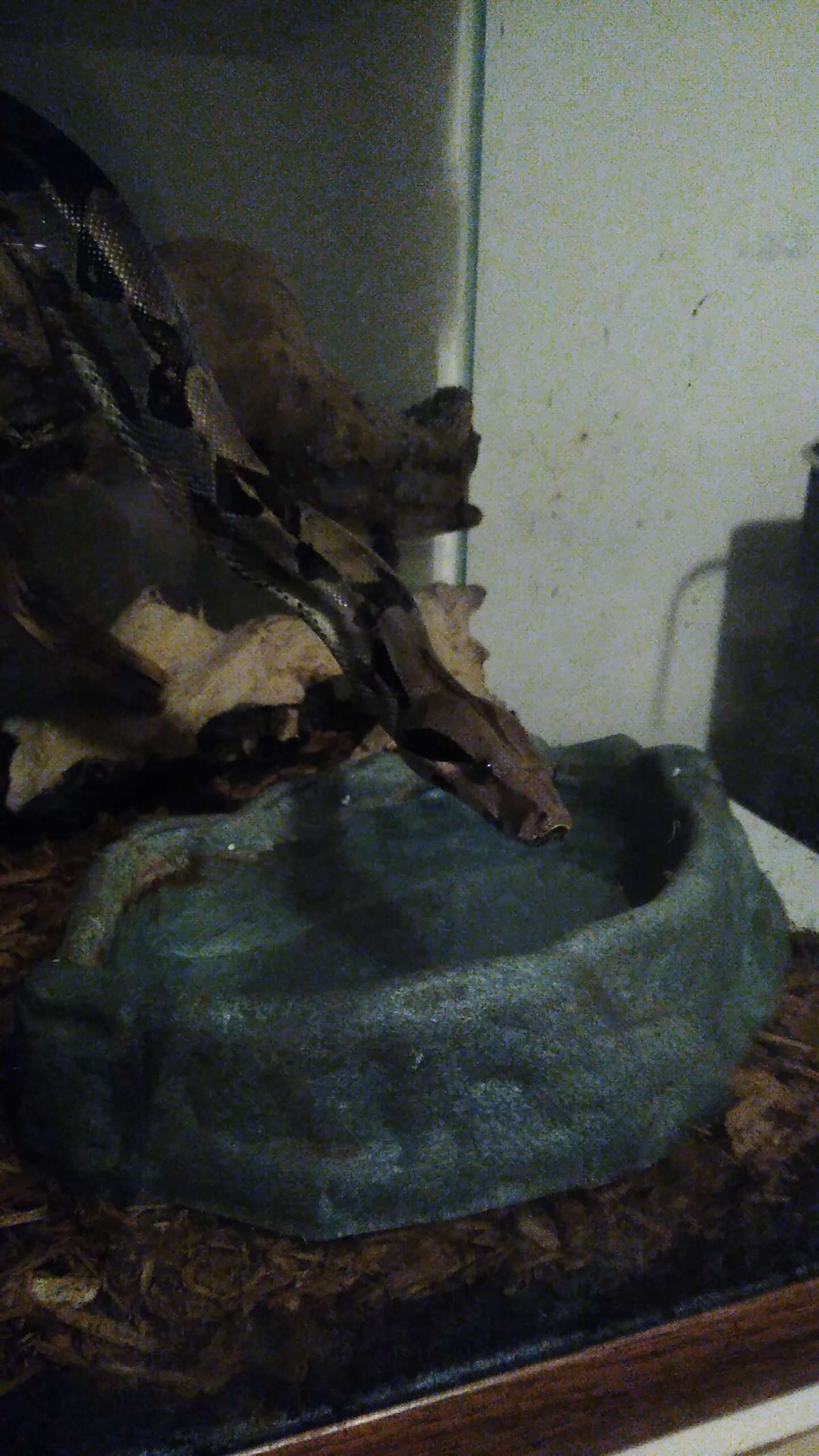 Adult Boa Constrictor (unhandled) image 2