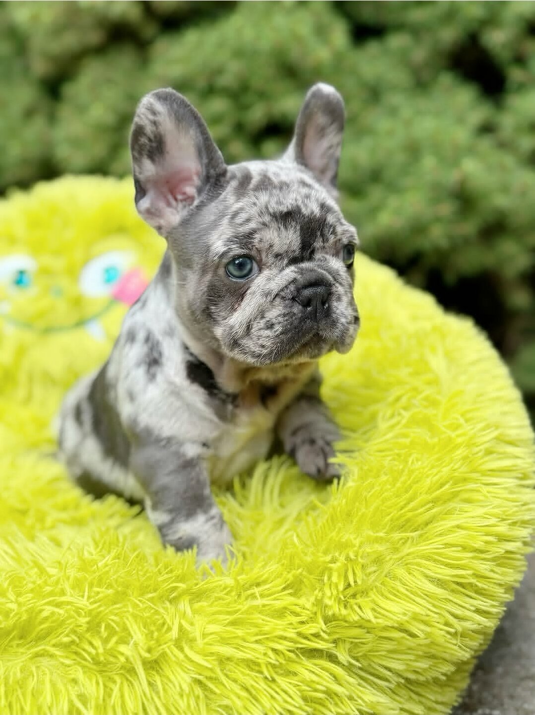 Fluffy French Bulldog image 2