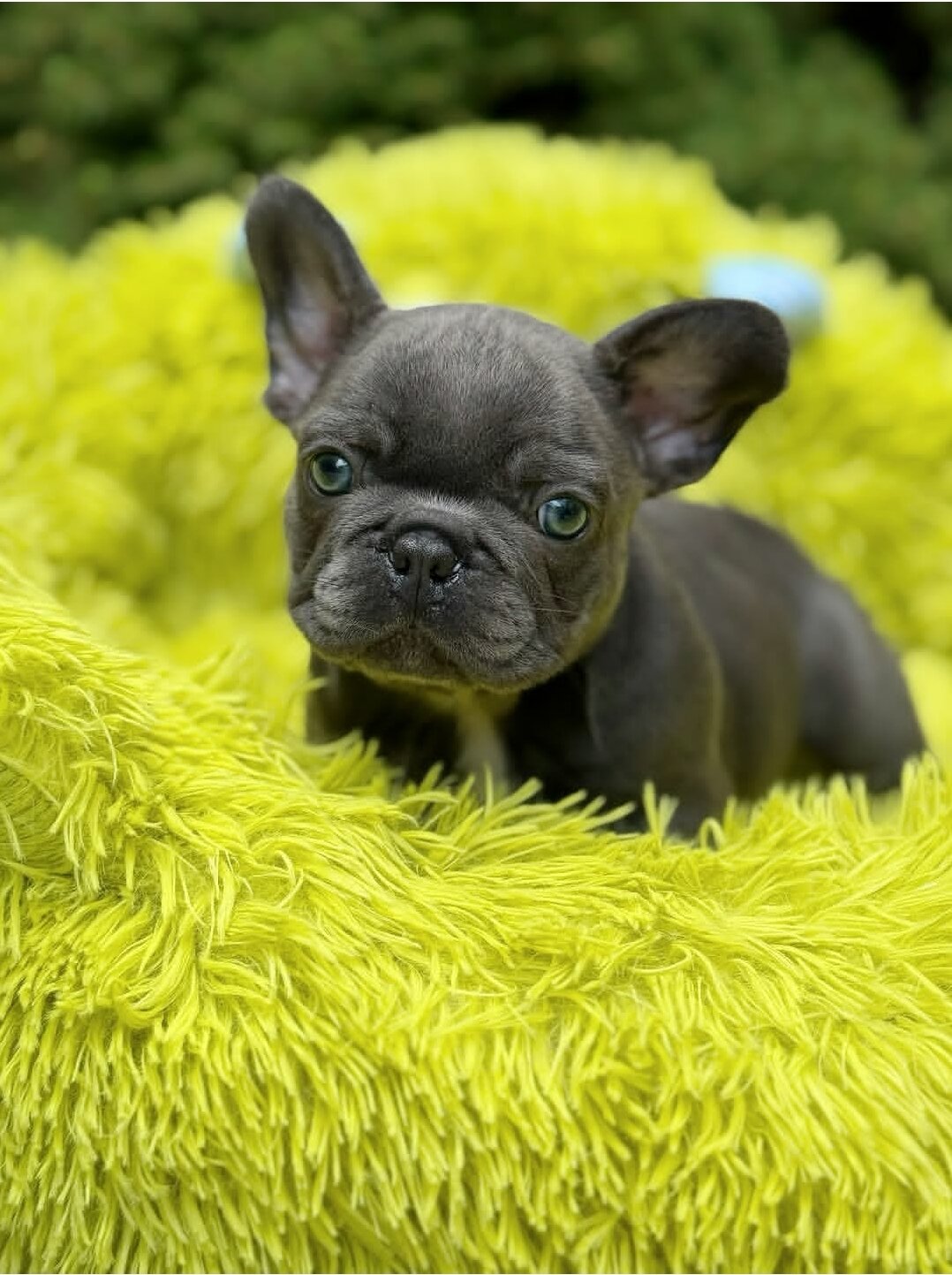 Fluffy French Bulldog image 3