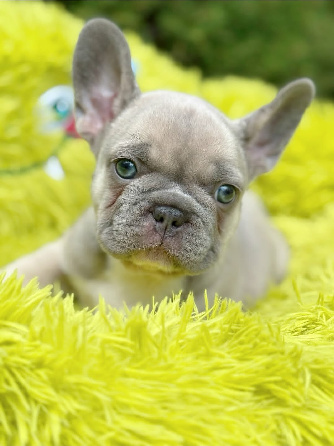 Fluffy French Bulldog image 4