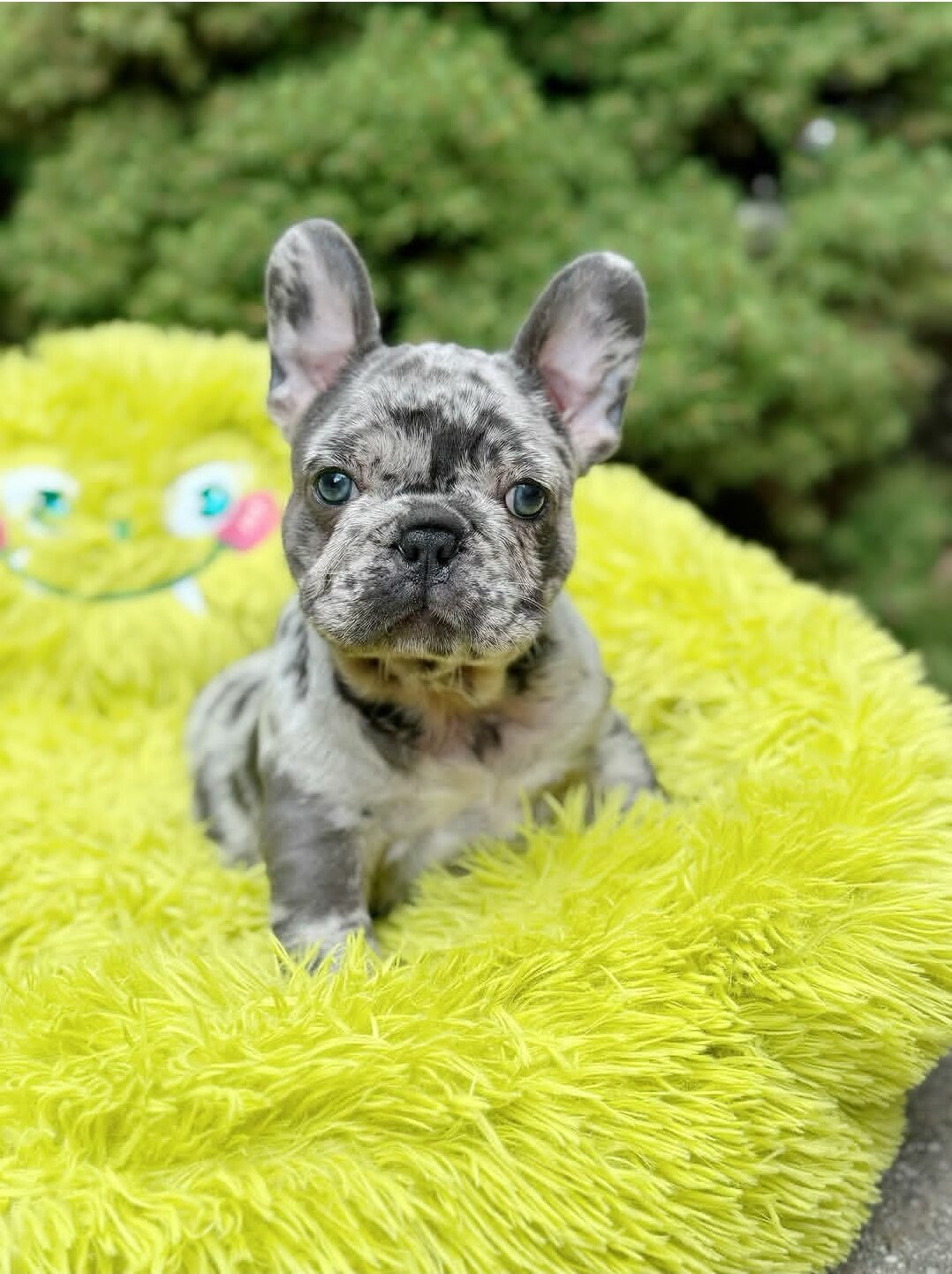 Fluffy French Bulldog image 1