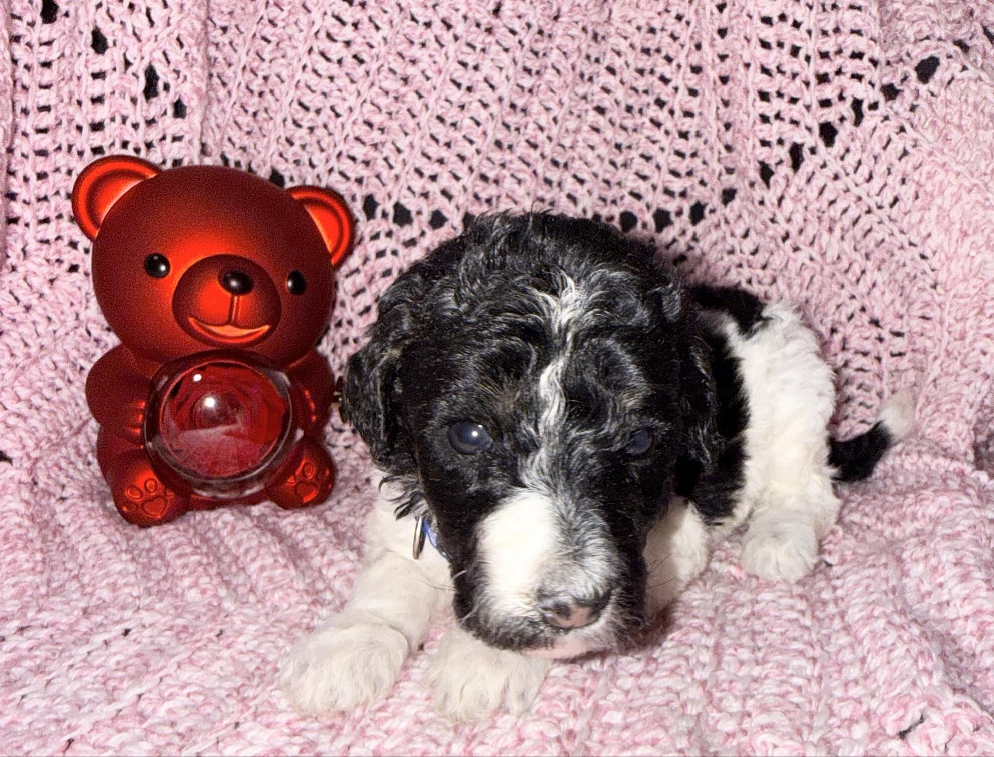 Sweet Little Romeo – 14 Week Old Toy Parti Poodle image 1