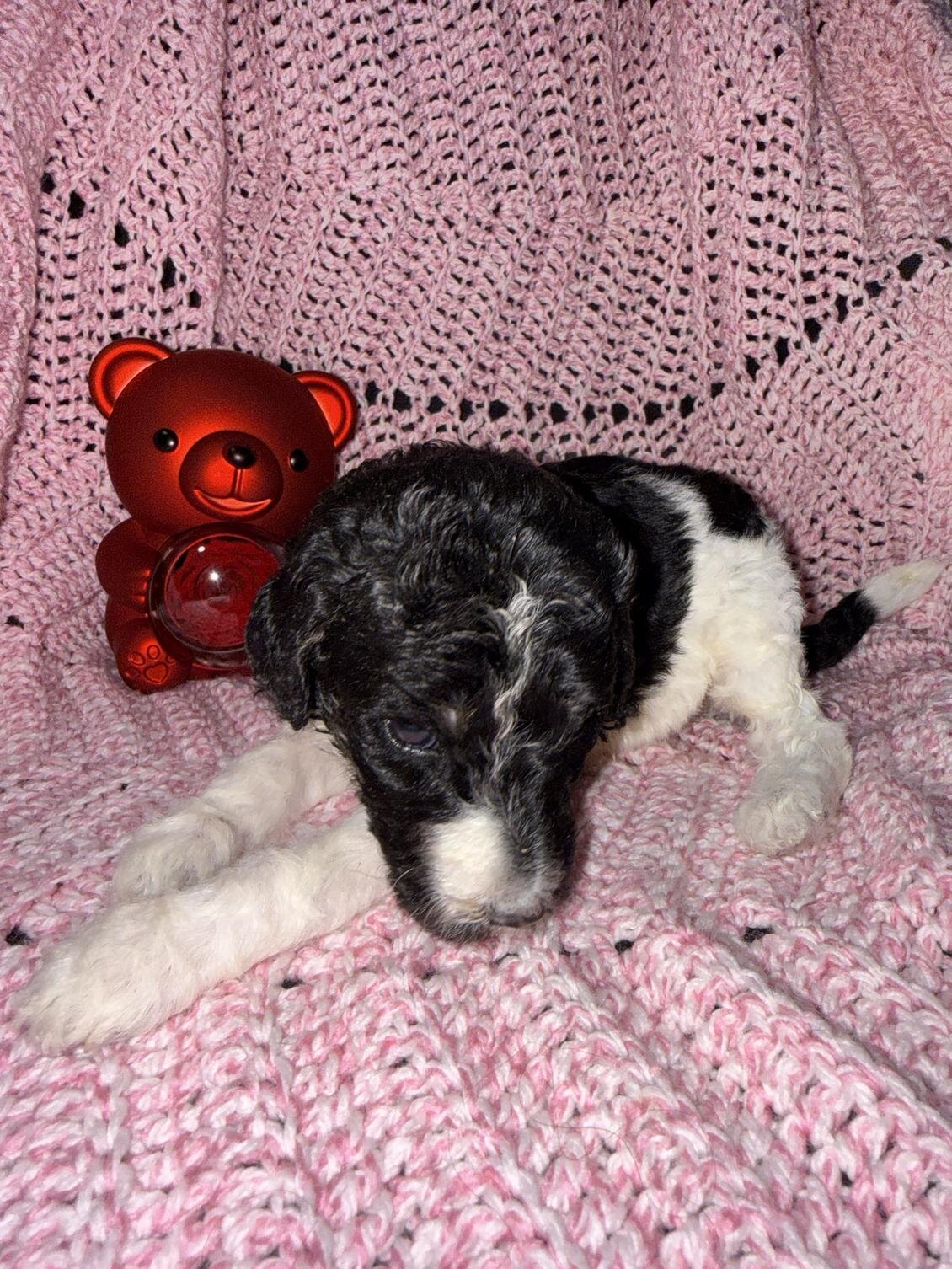 Sweet Little Romeo – 14 Week Old Toy Parti Poodle image 2