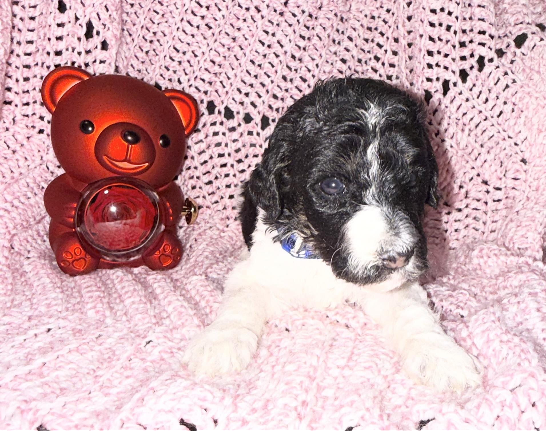 Sweet Little Romeo – 14 Week Old Toy Parti Poodle image 3