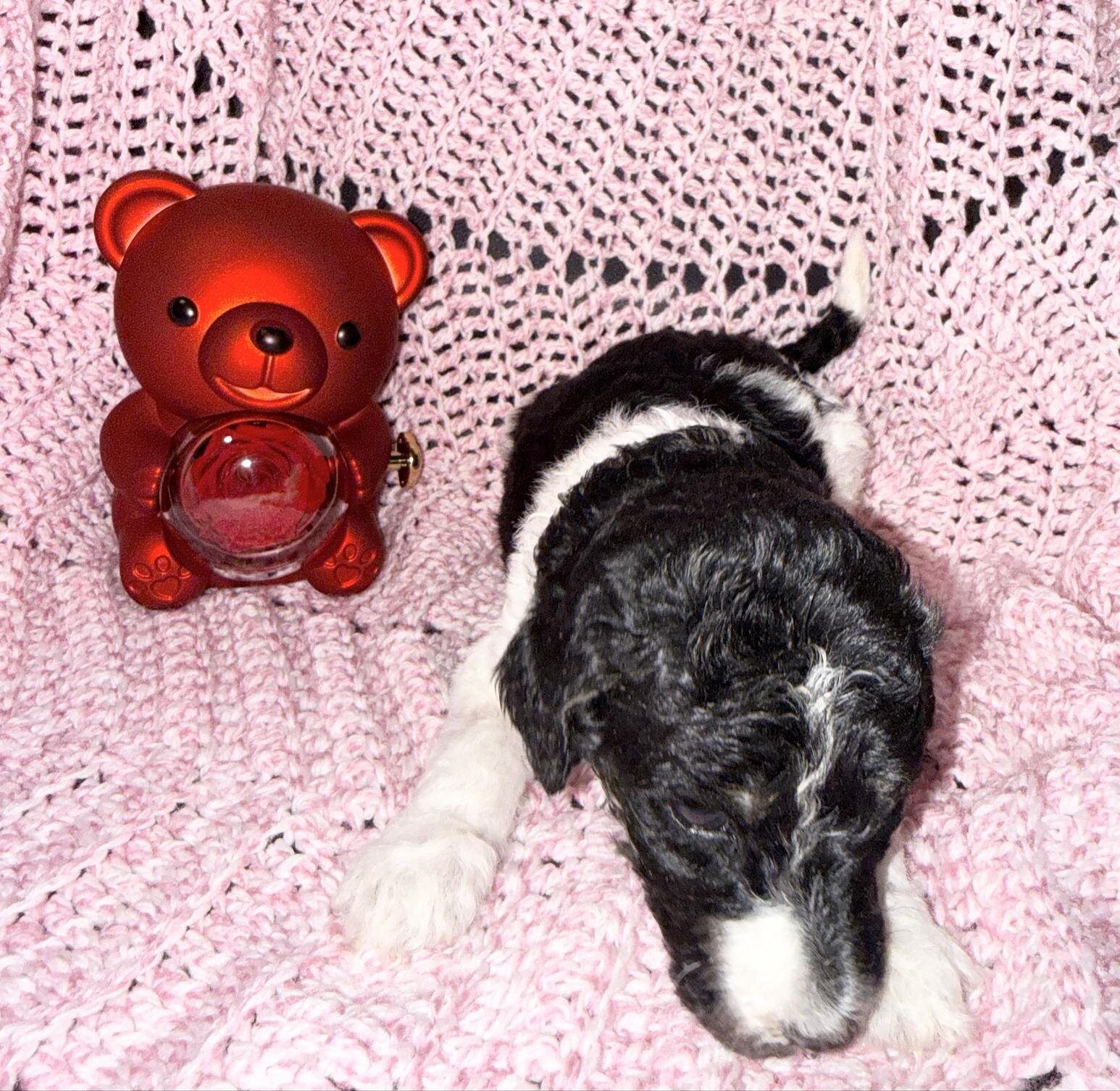 Sweet Little Romeo – 14 Week Old Toy Parti Poodle image 4