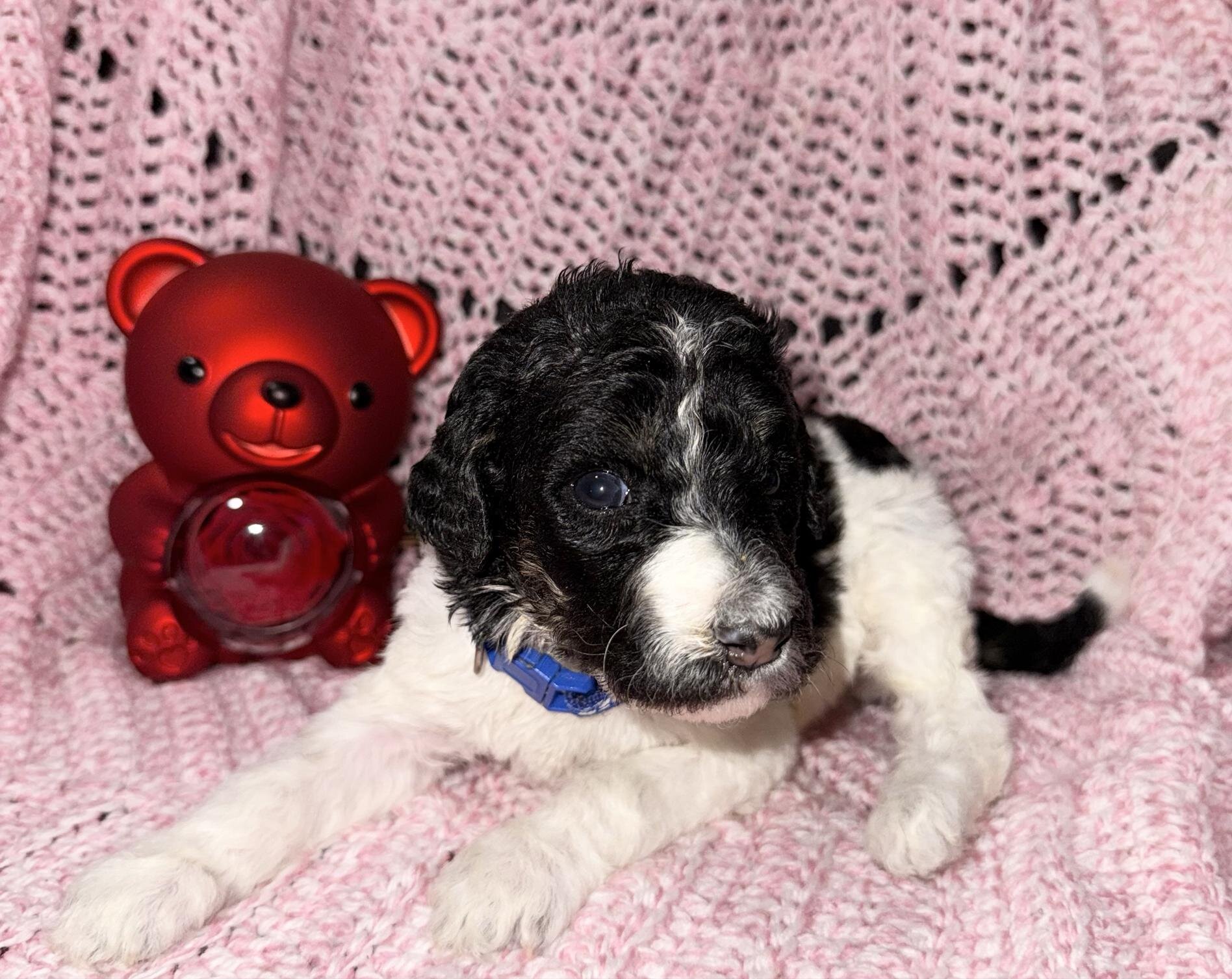 Sweet Little Romeo – 14 Week Old Toy Parti Poodle image 5