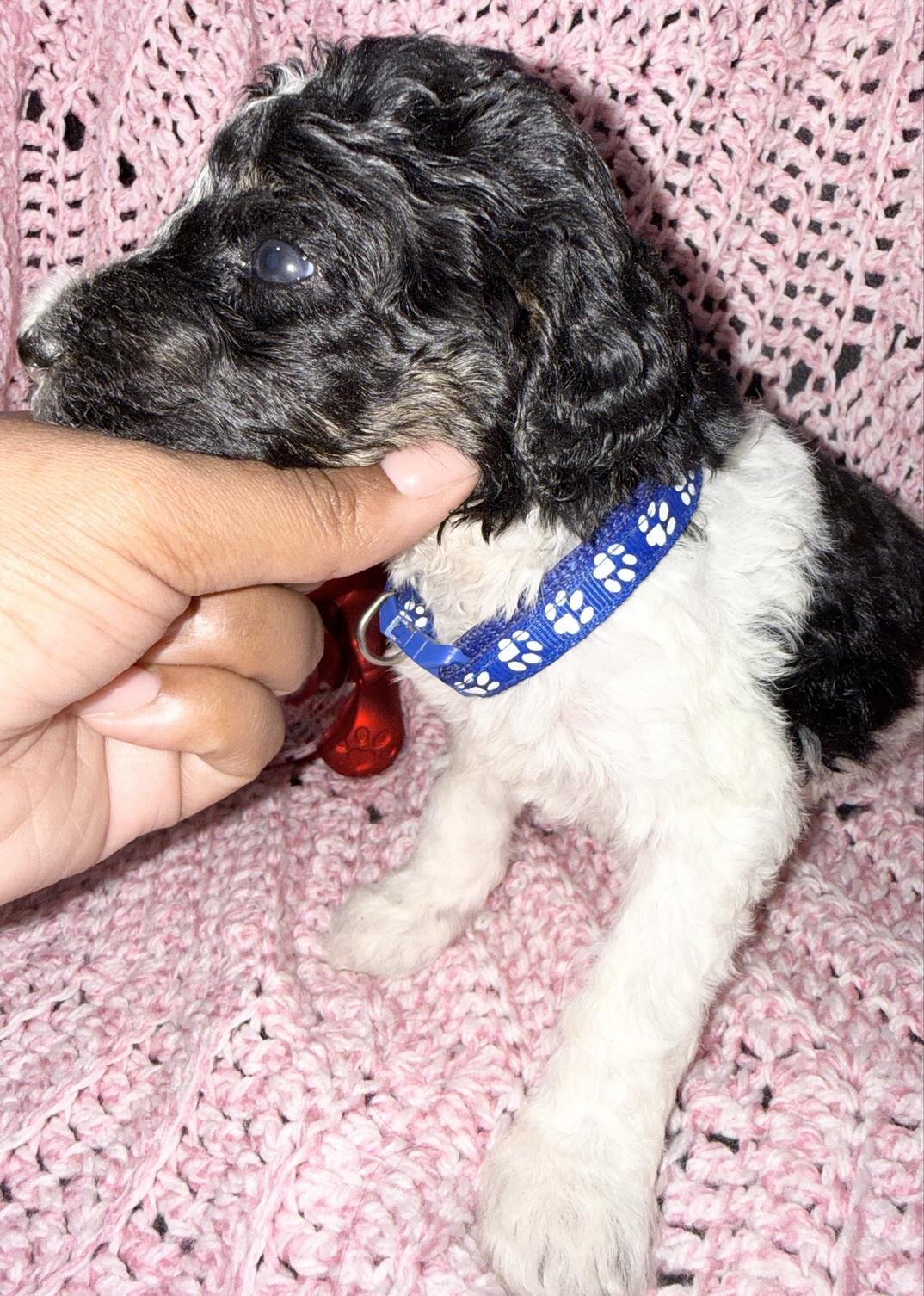 Sweet Little Romeo – 14 Week Old Toy Parti Poodle image 6