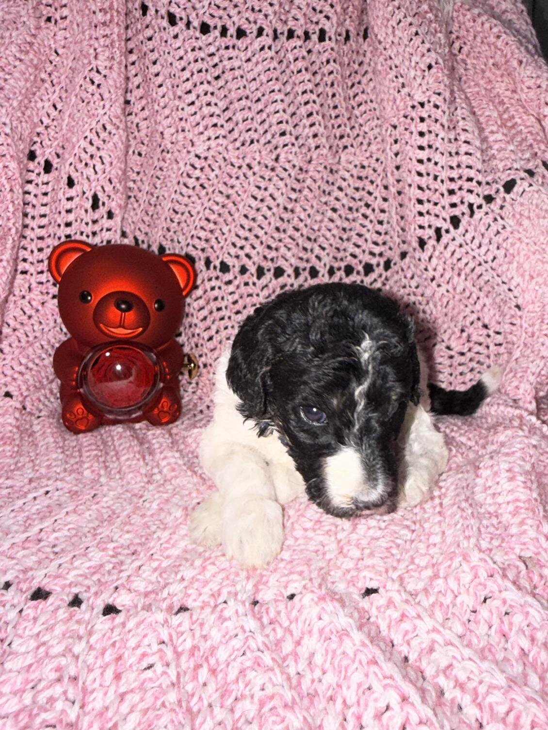 Sweet Little Romeo – 14 Week Old Toy Parti Poodle image 9