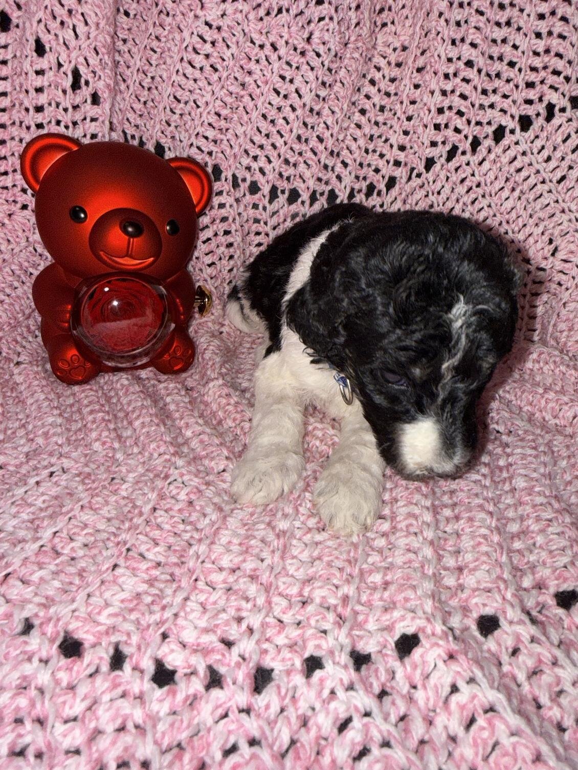 Sweet Little Romeo – 14 Week Old Toy Parti Poodle image 8