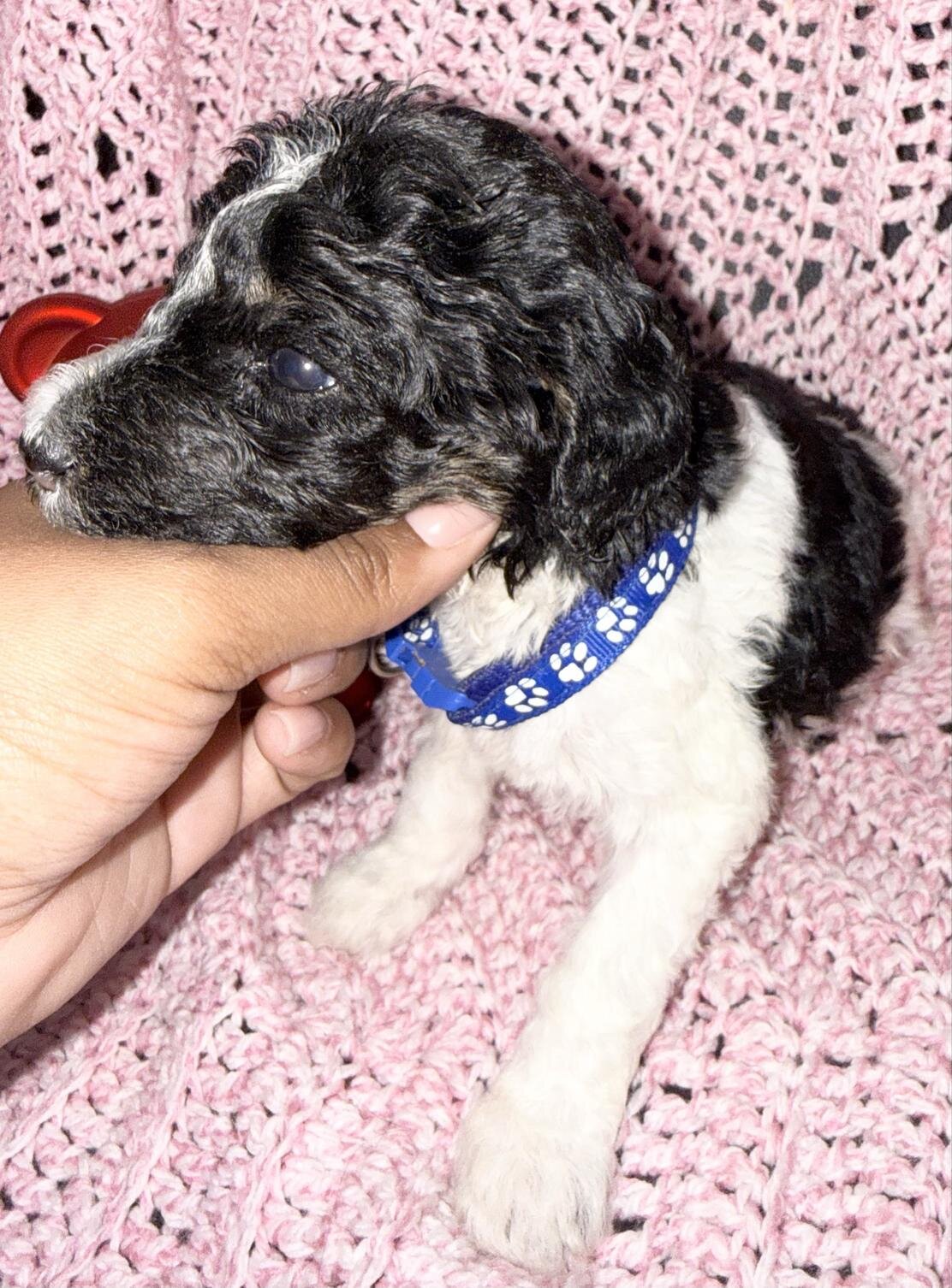 Sweet Little Romeo – 14 Week Old Toy Parti Poodle image 7