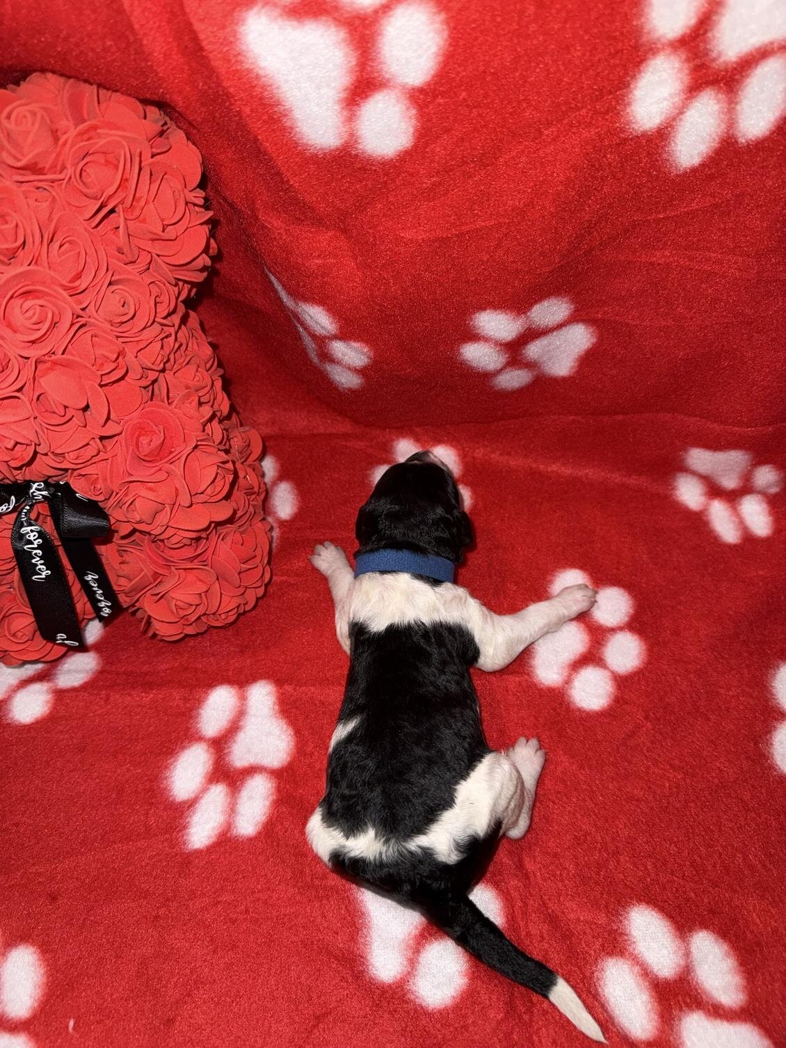 Sweet Little Romeo – 14 Week Old Toy Parti Poodle image 10