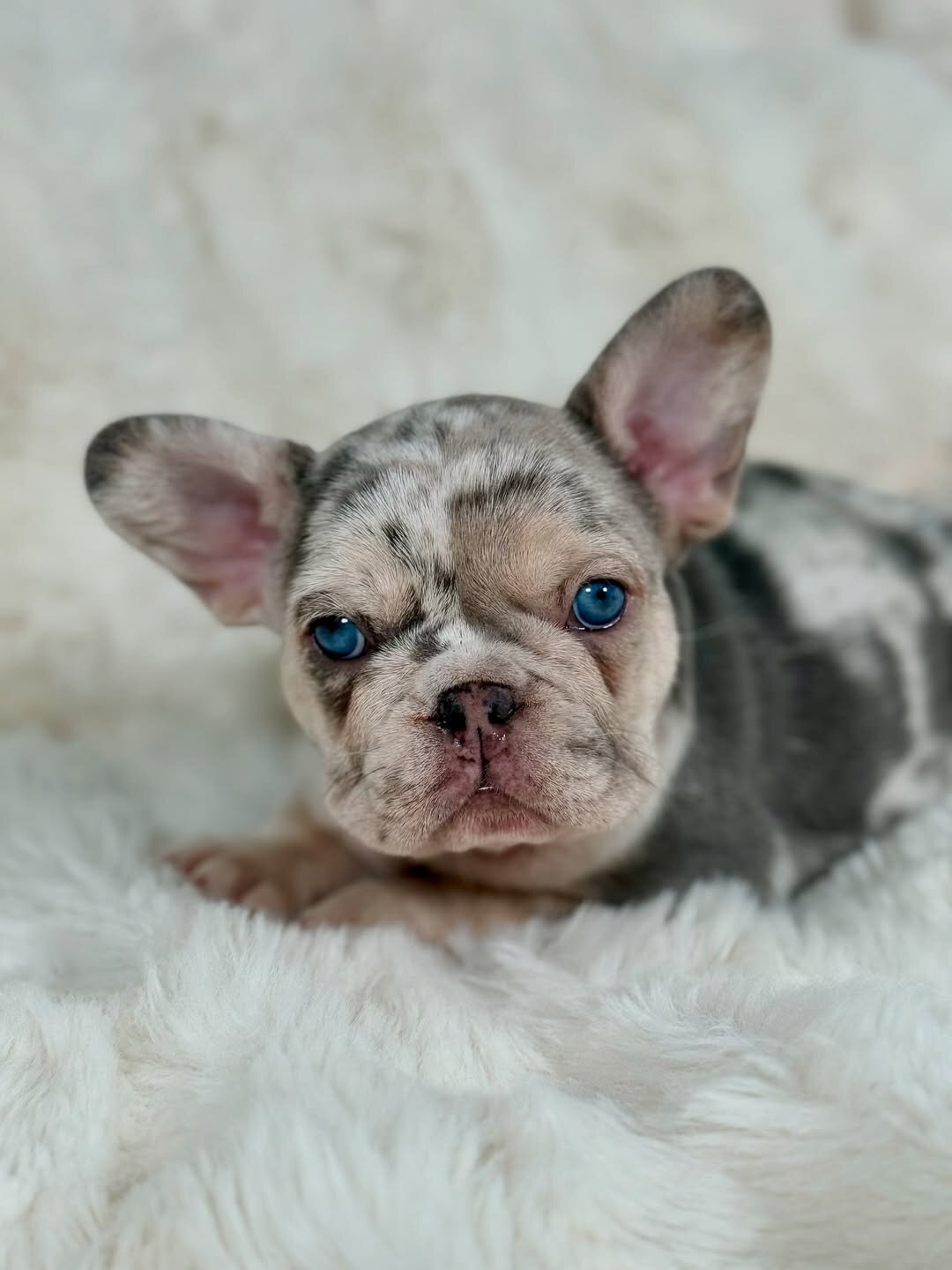 French Bulldog Puppies image 2