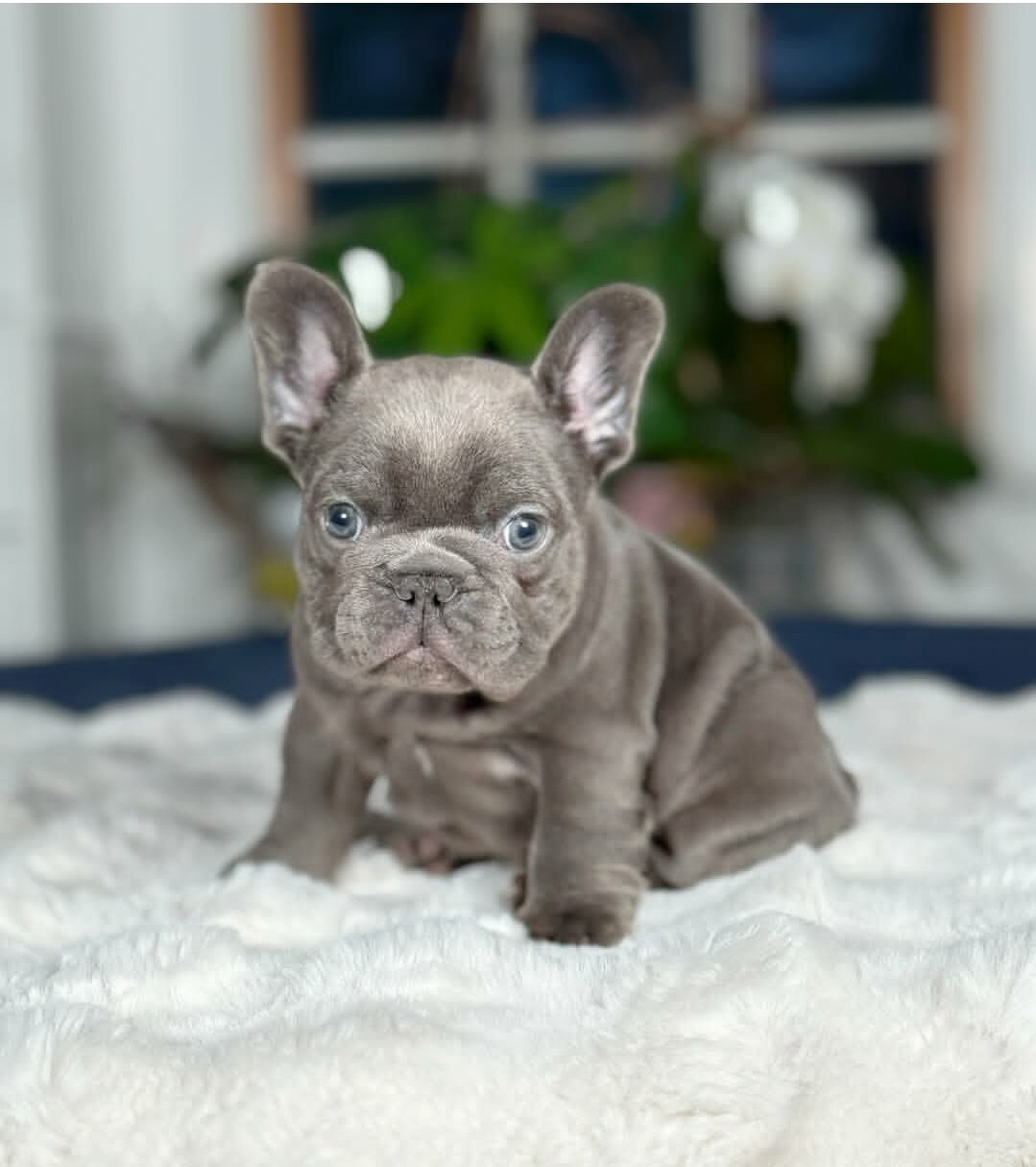 French Bulldog Puppies For Sale image 1