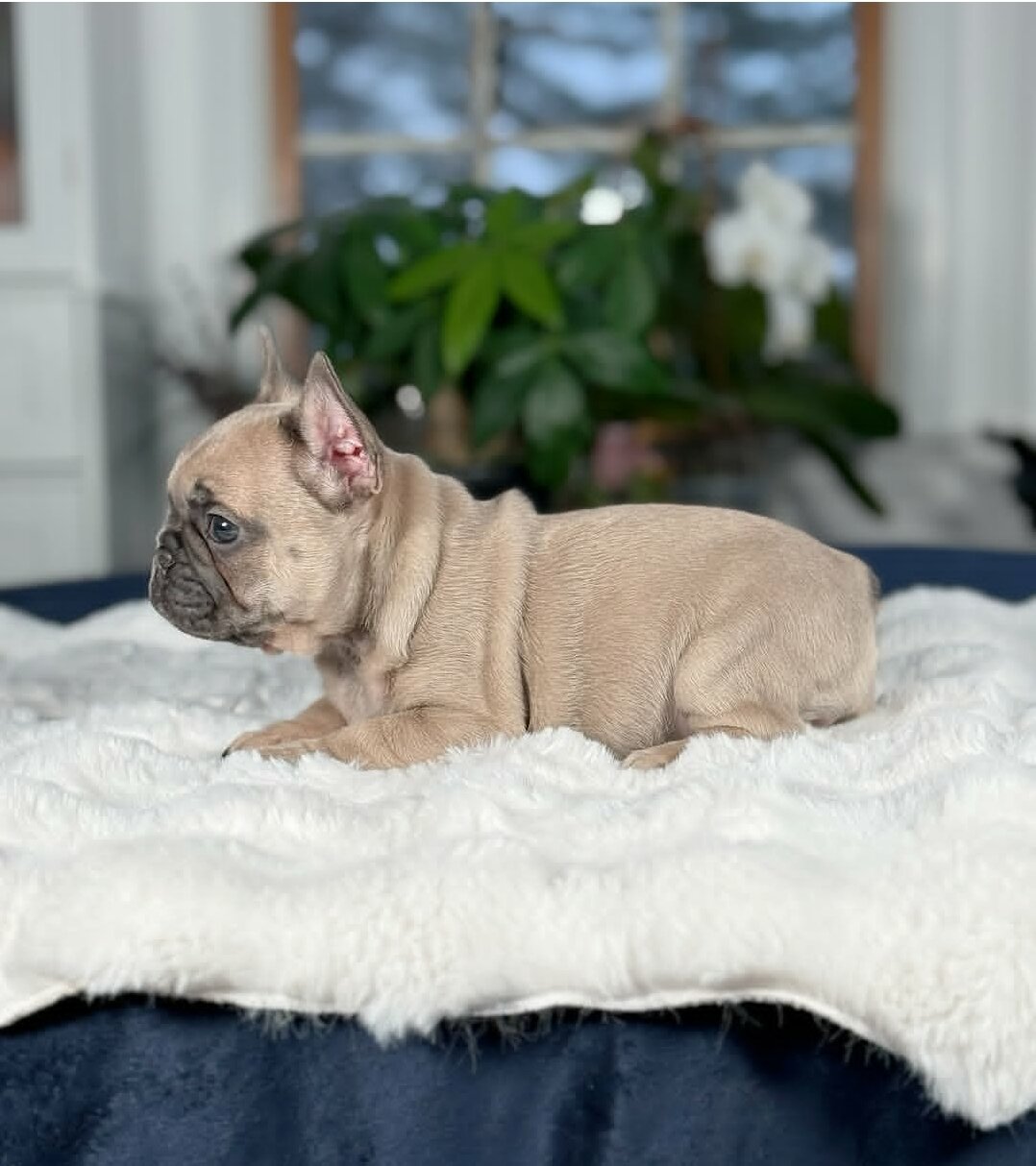French Bulldog Puppies For Sale image 2