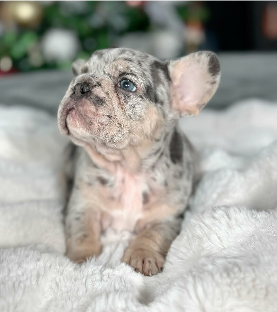 French Bulldog Puppies For Sale image 3