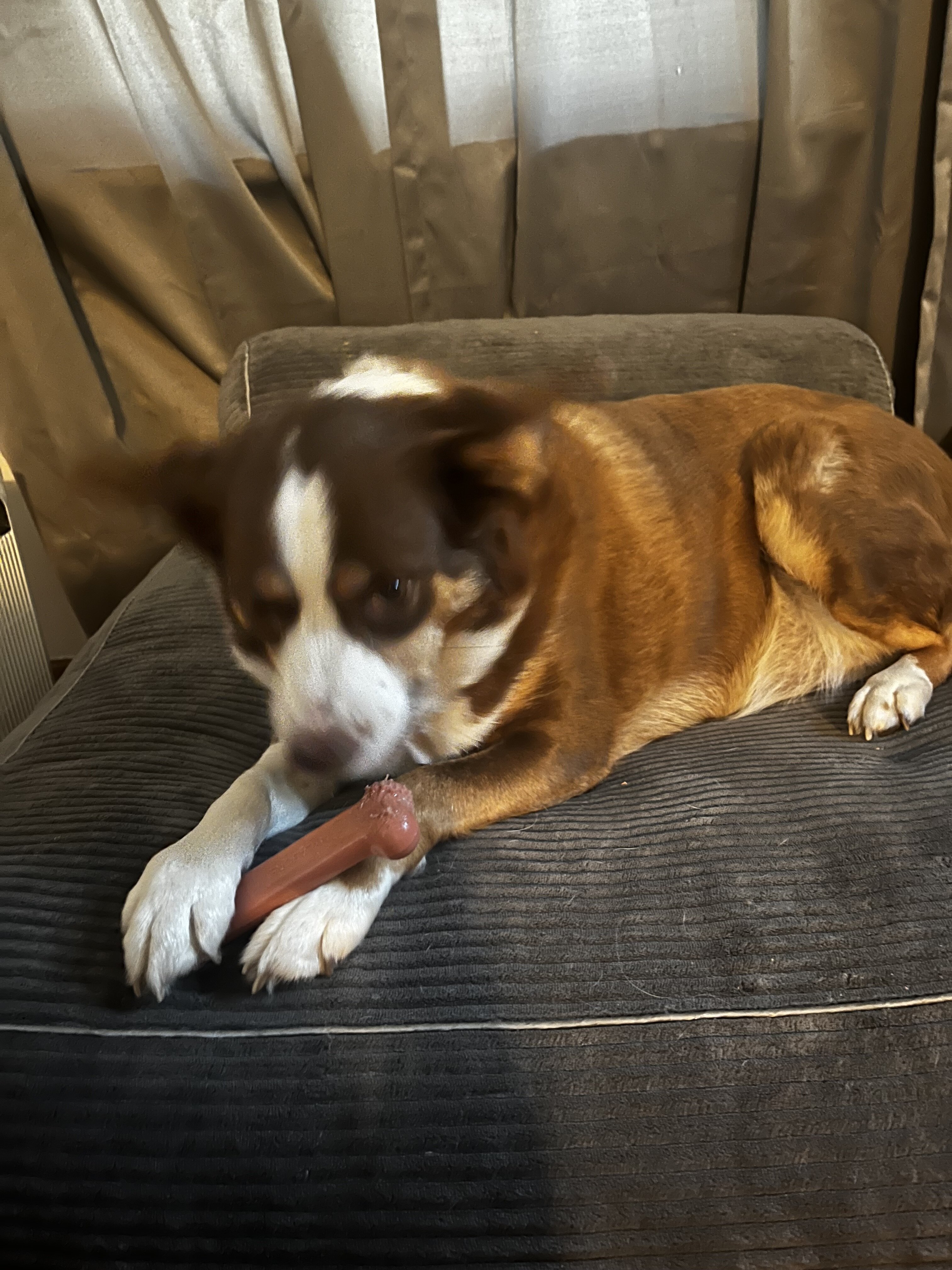Border Collie/ Mini Aussie image 2