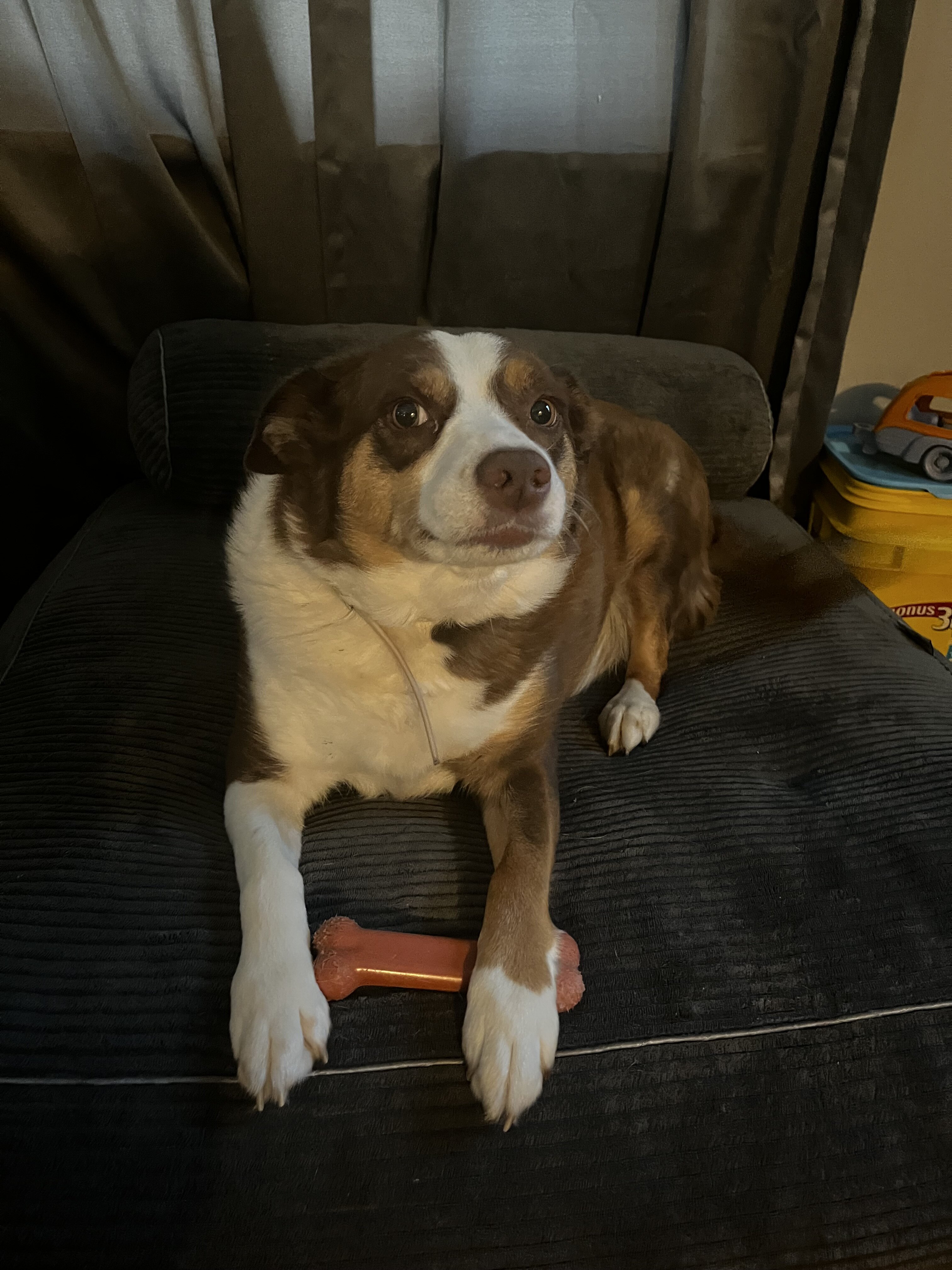 Border Collie/ Mini Aussie image 1