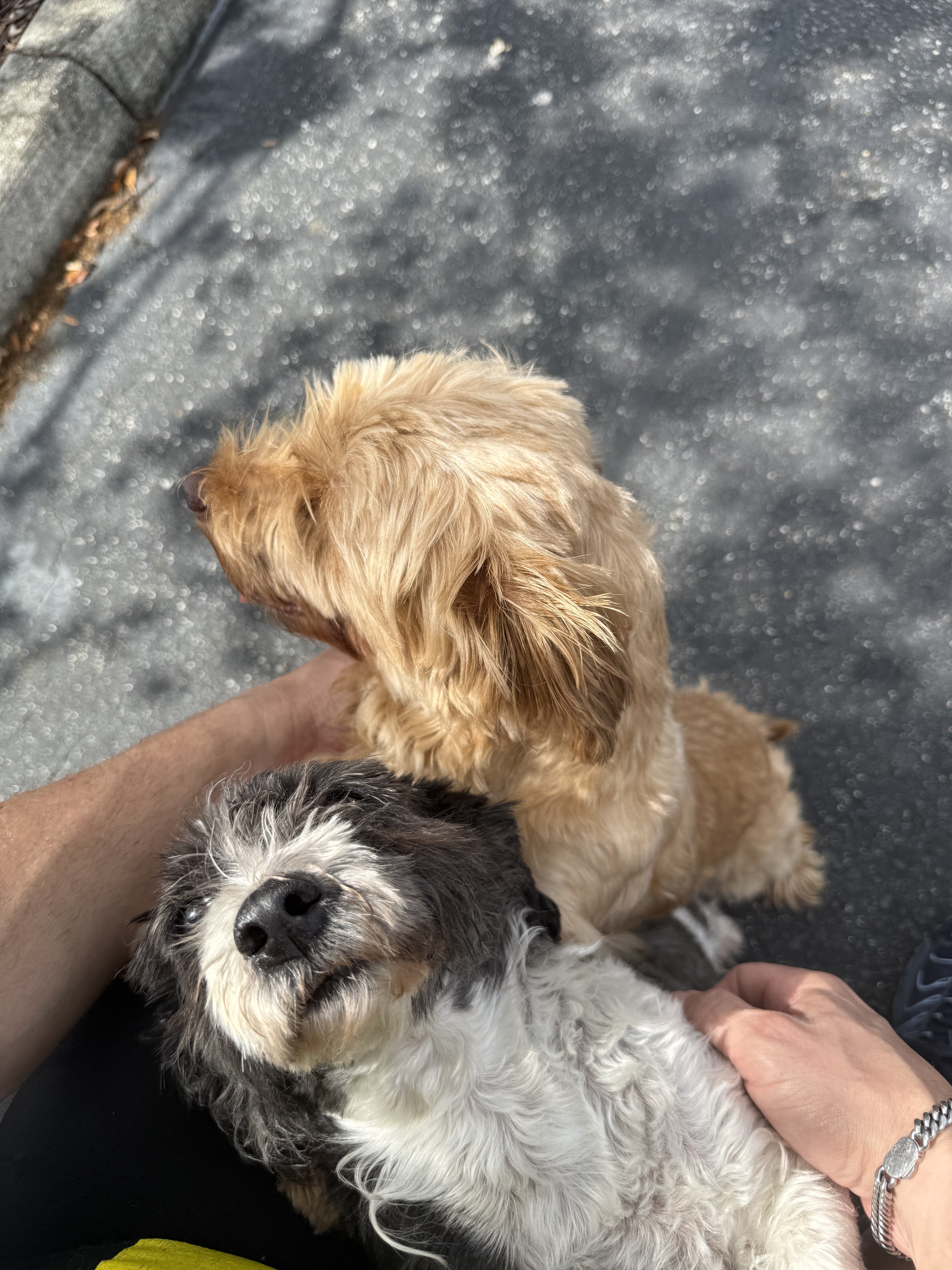 shi tzu image 1