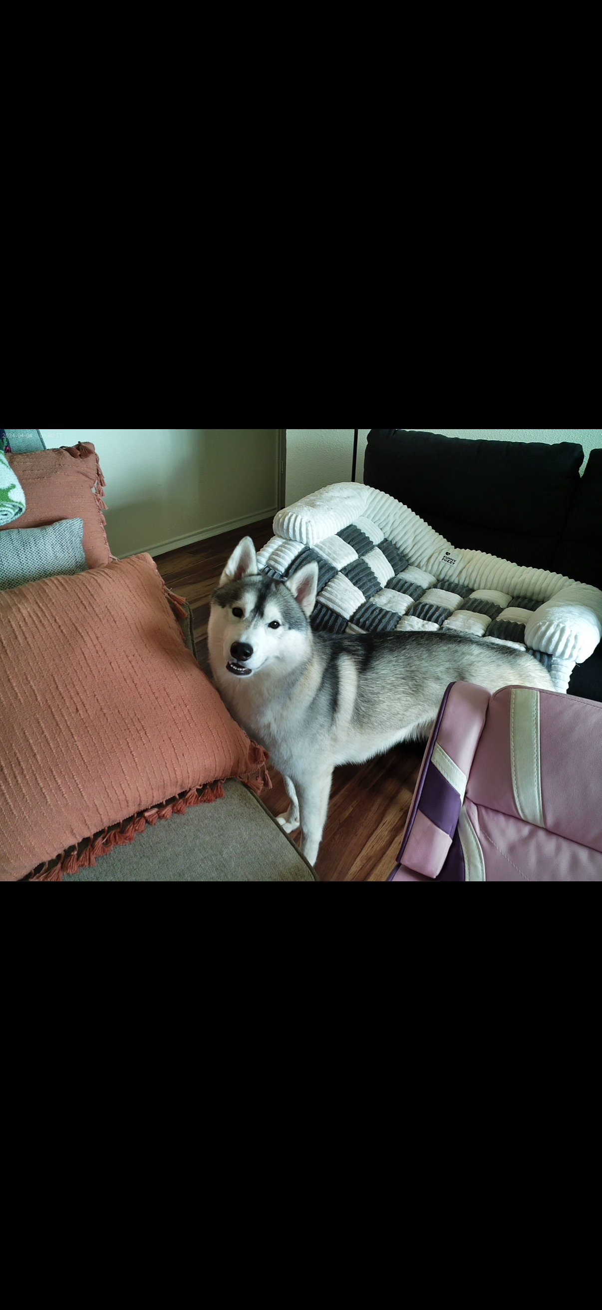 A dog image 2