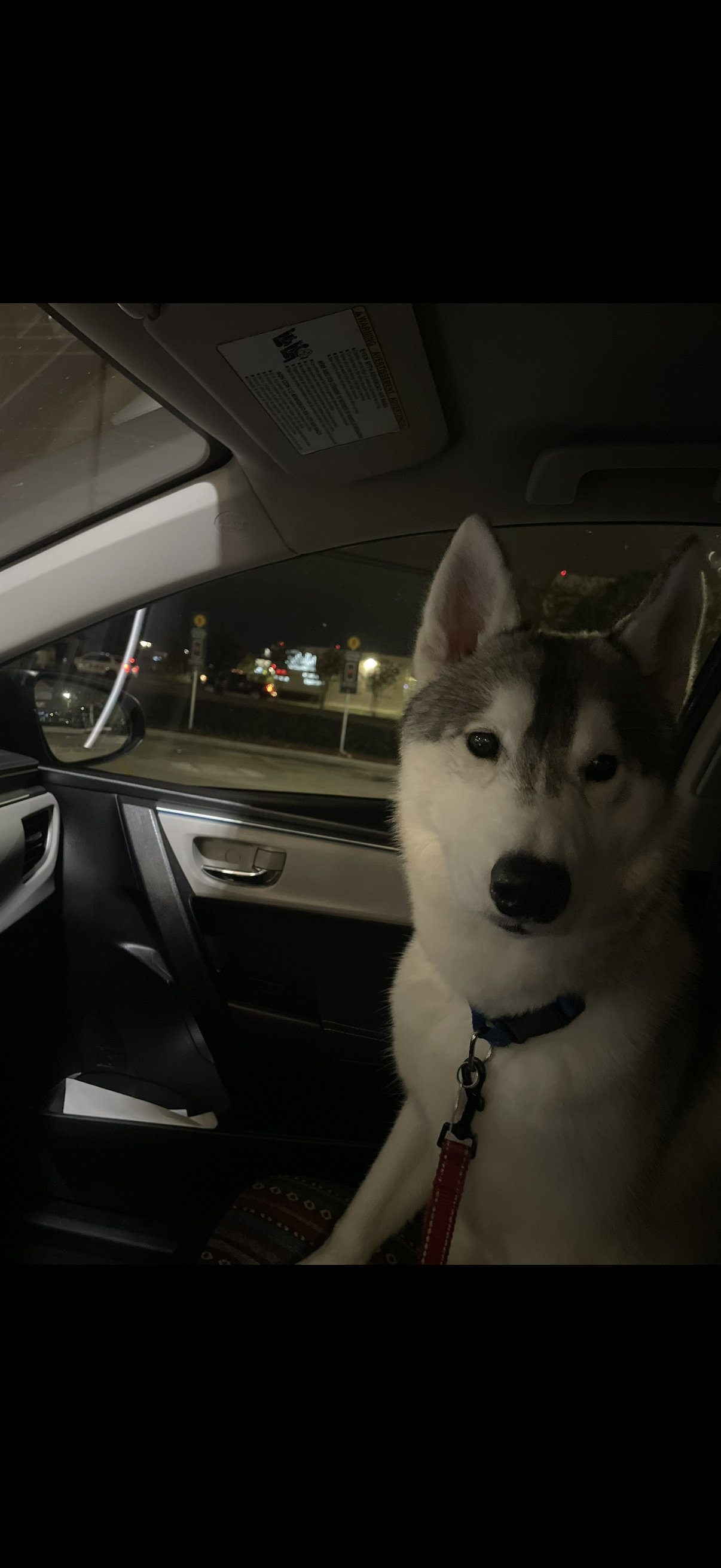 A dog image 1