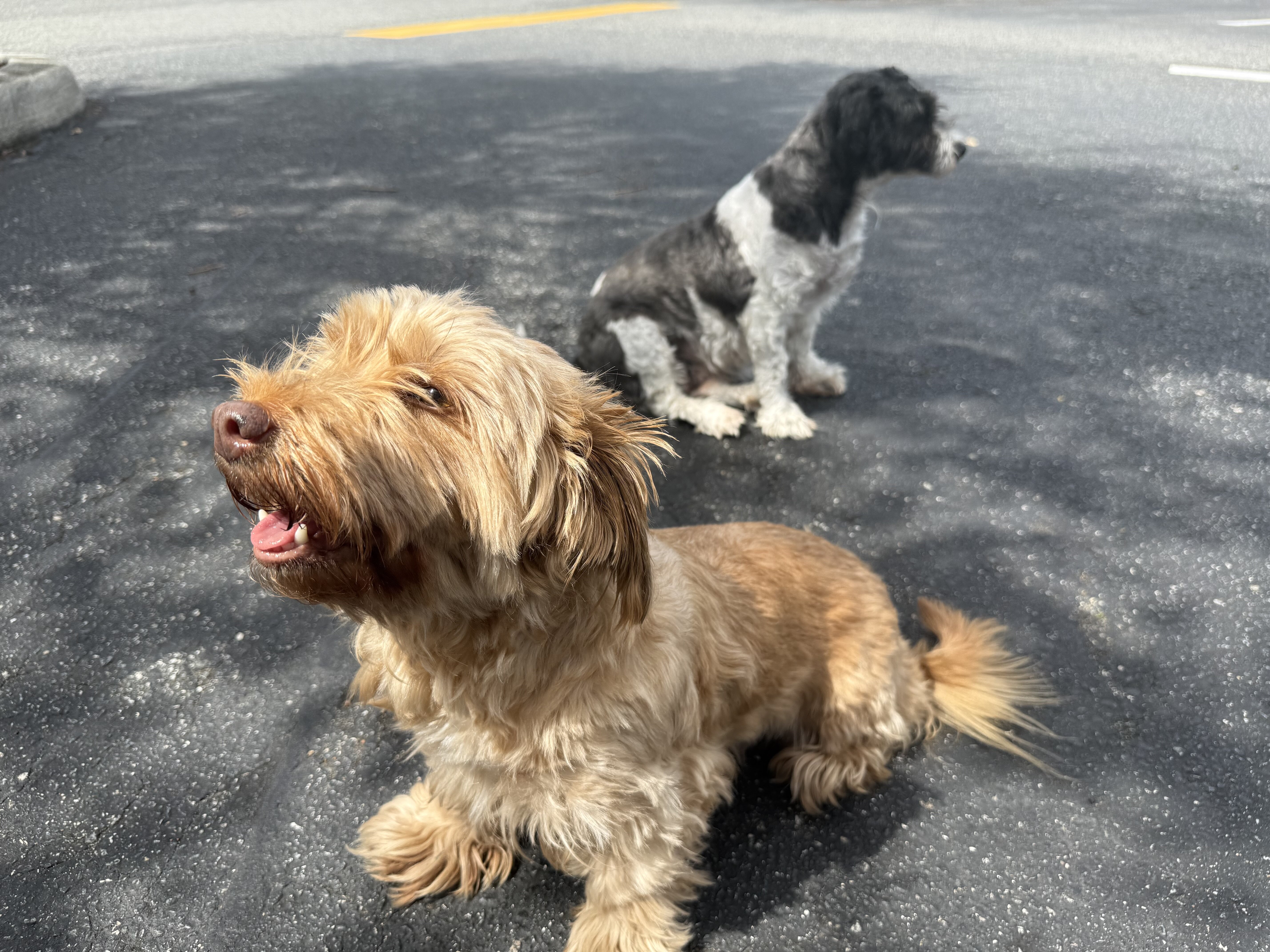 dog image 1