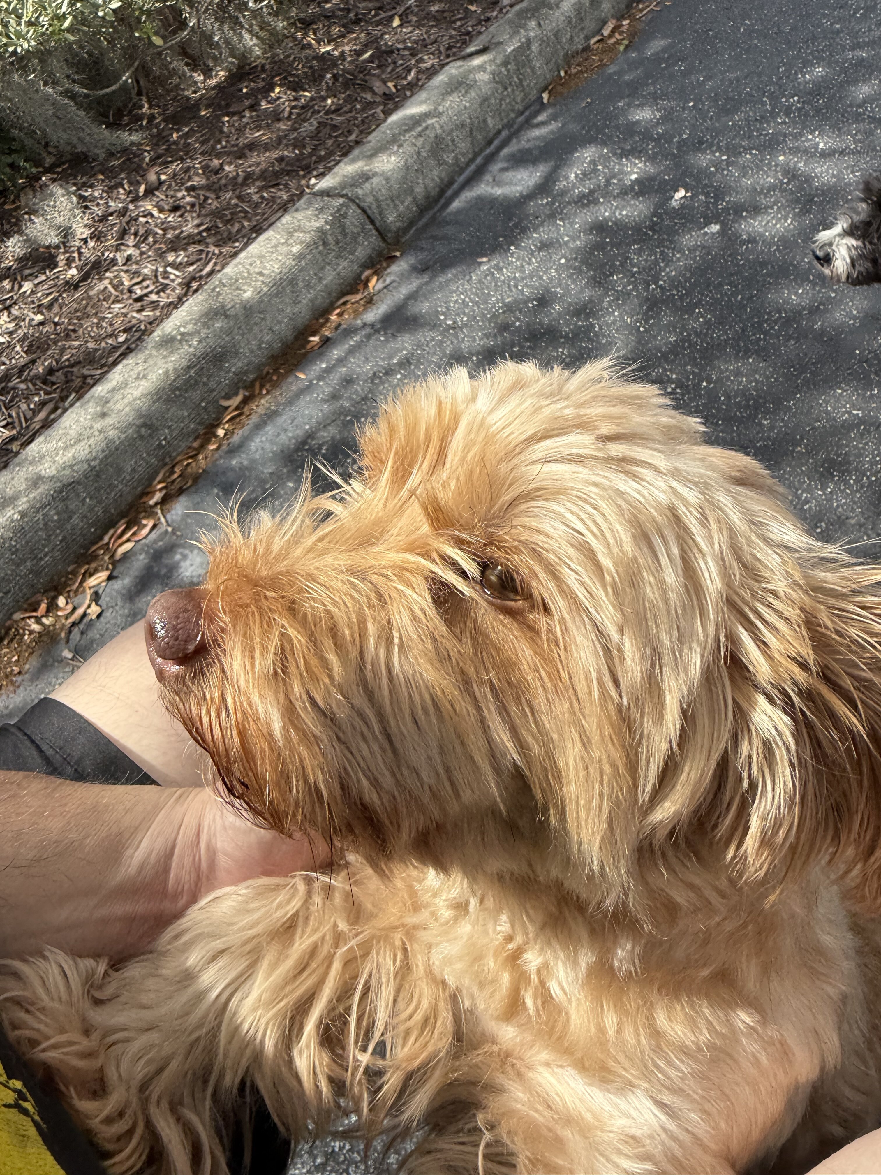 dog image 2