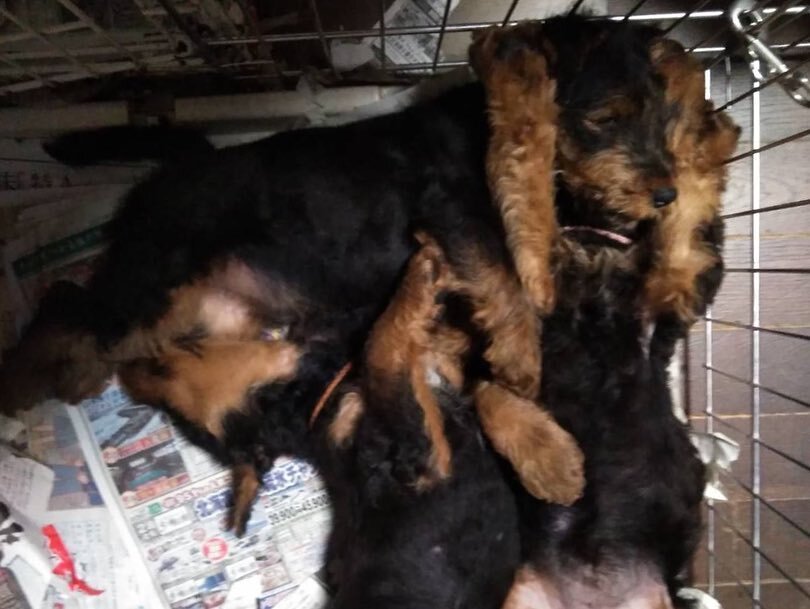 Adorable Welsh Terrier for sale and rehoming image 1