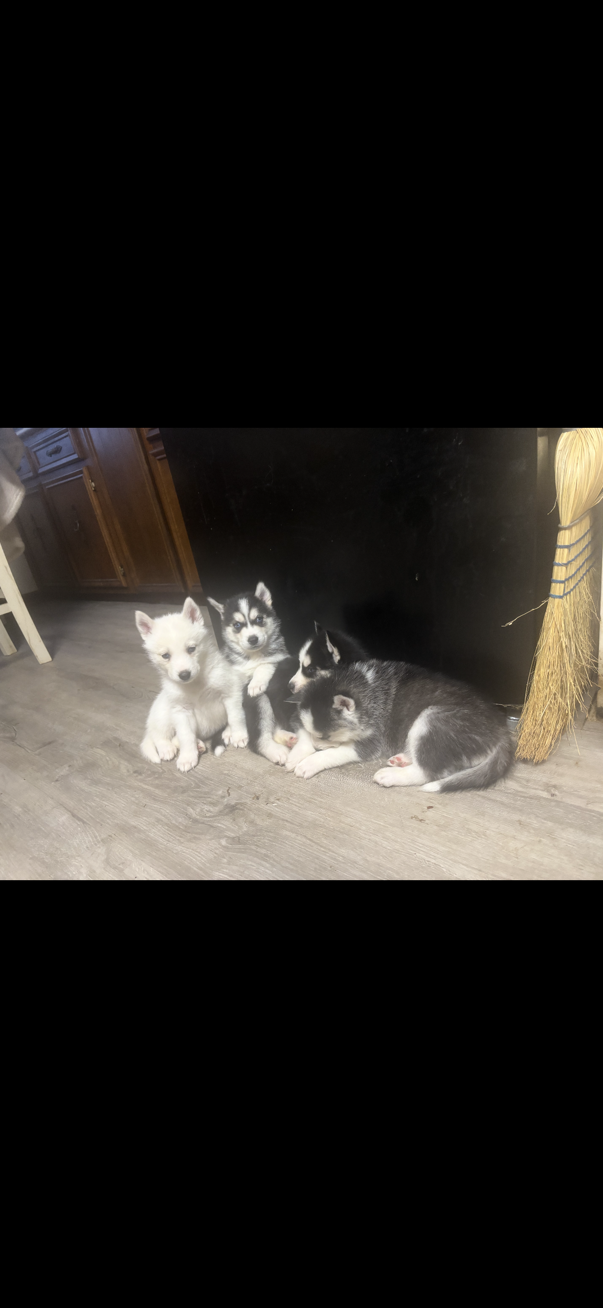 Siberian Huskey puppies image 1