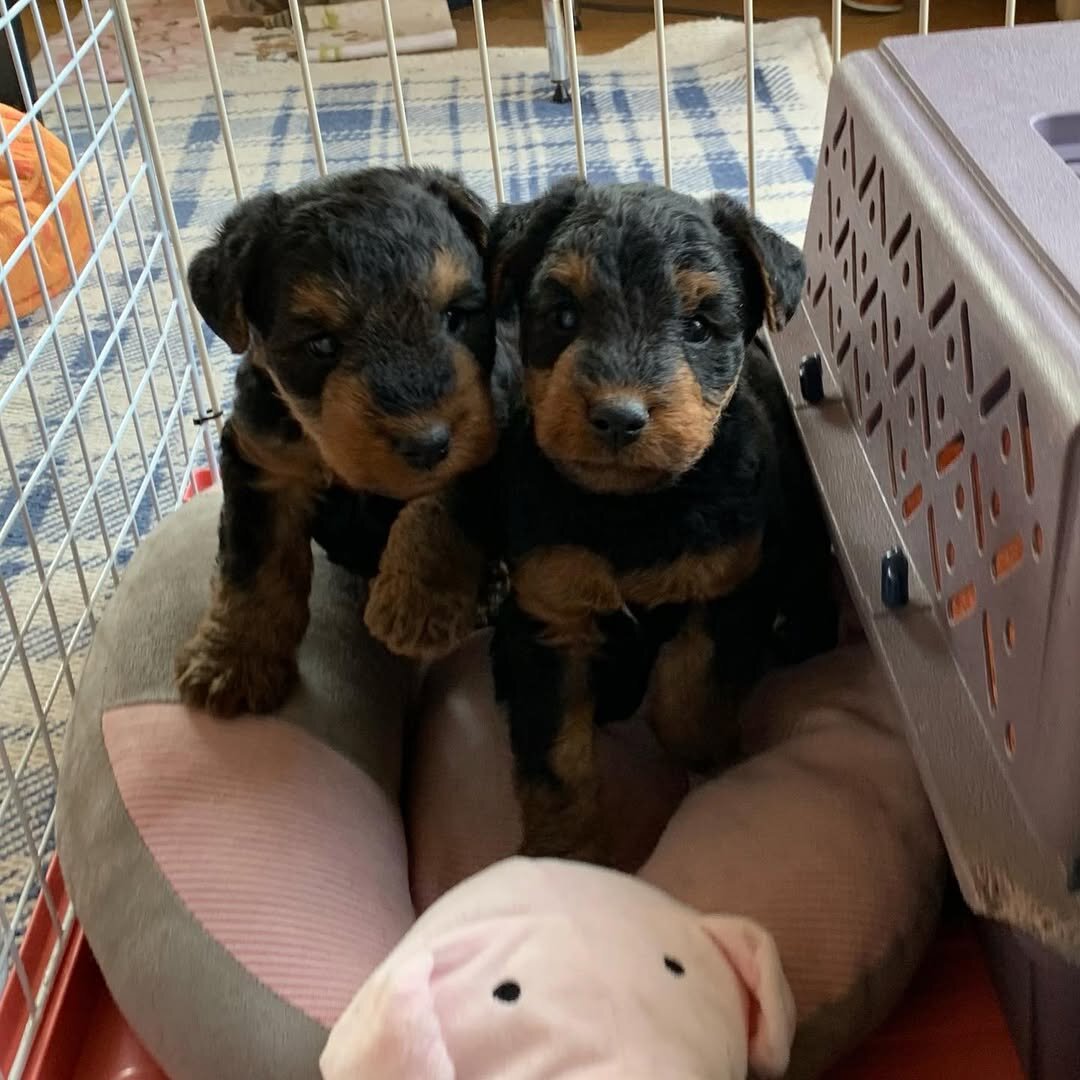 Welsh terrier in Tennessee image 2