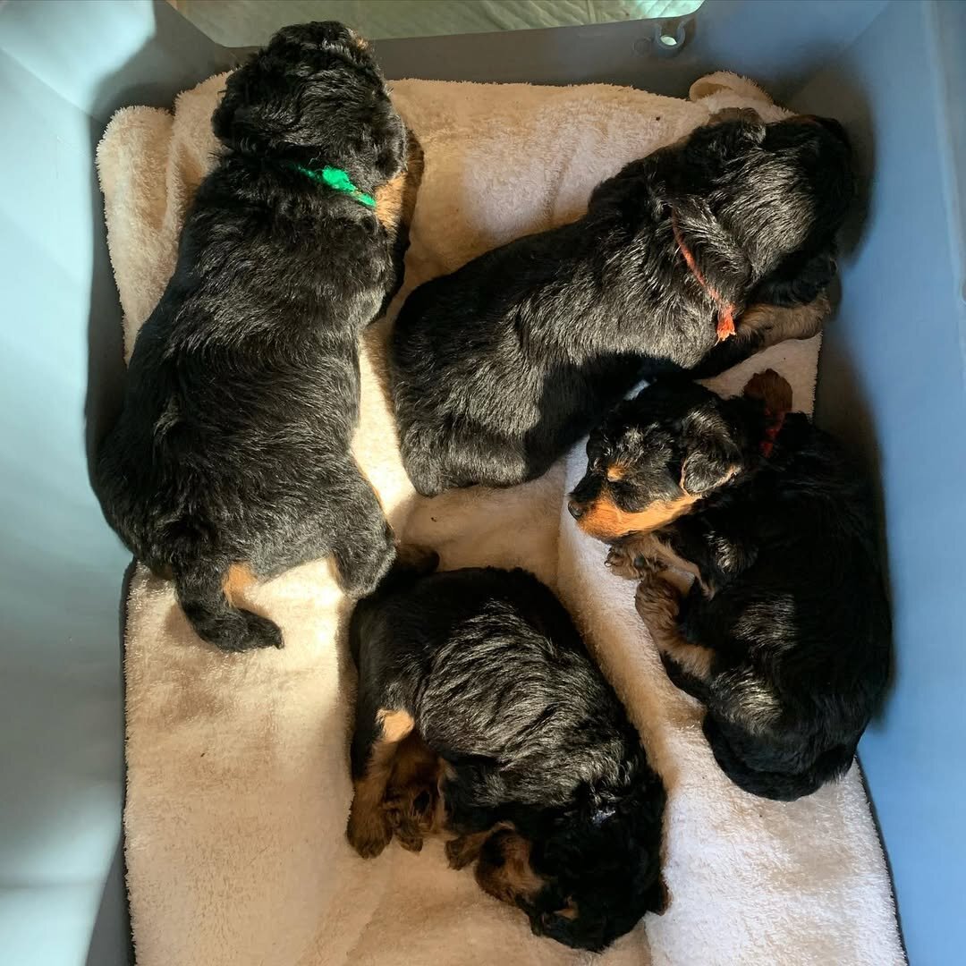 Cute Welsh Terrier puppies image 1