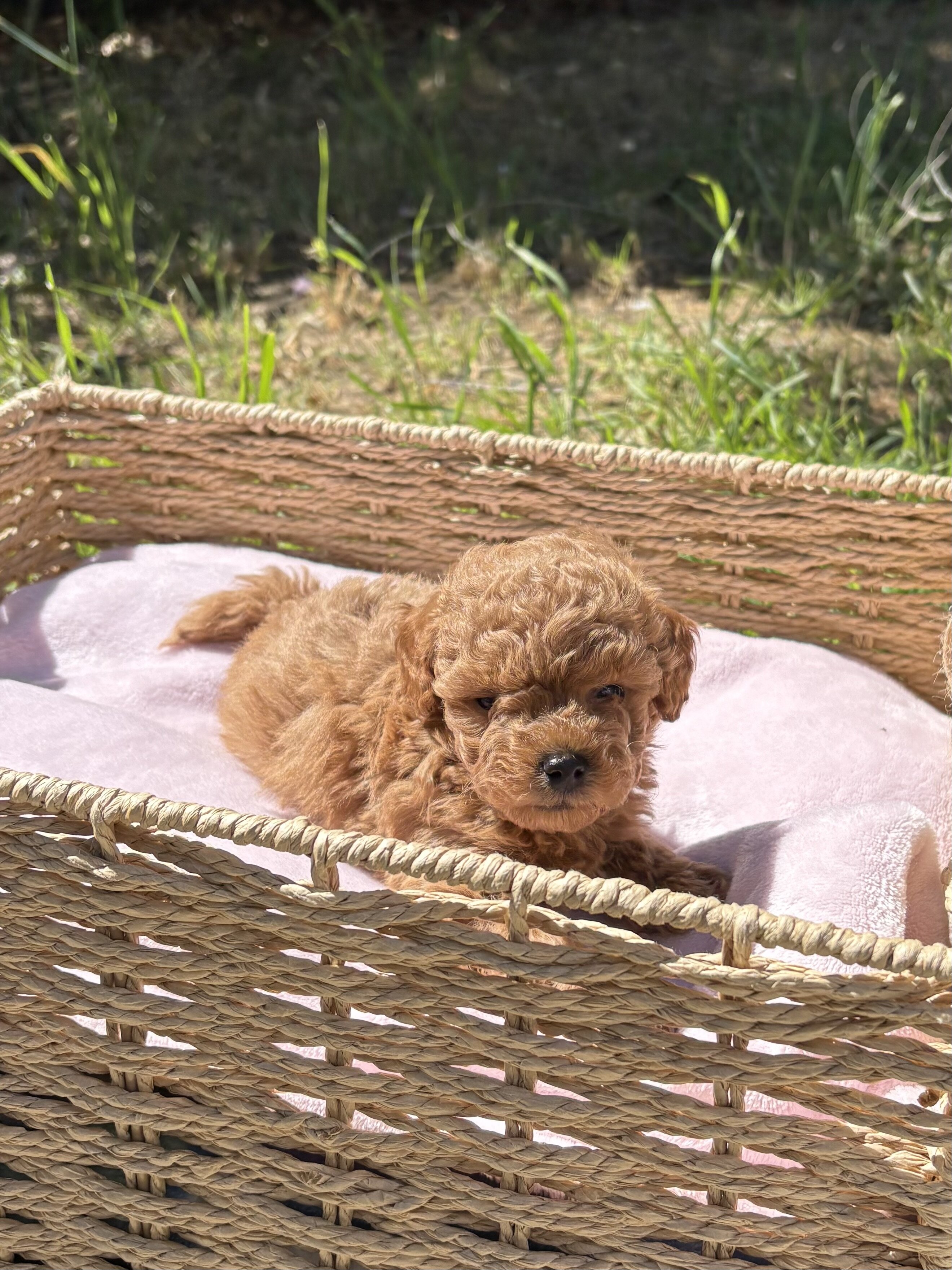 Toy poodle image 1
