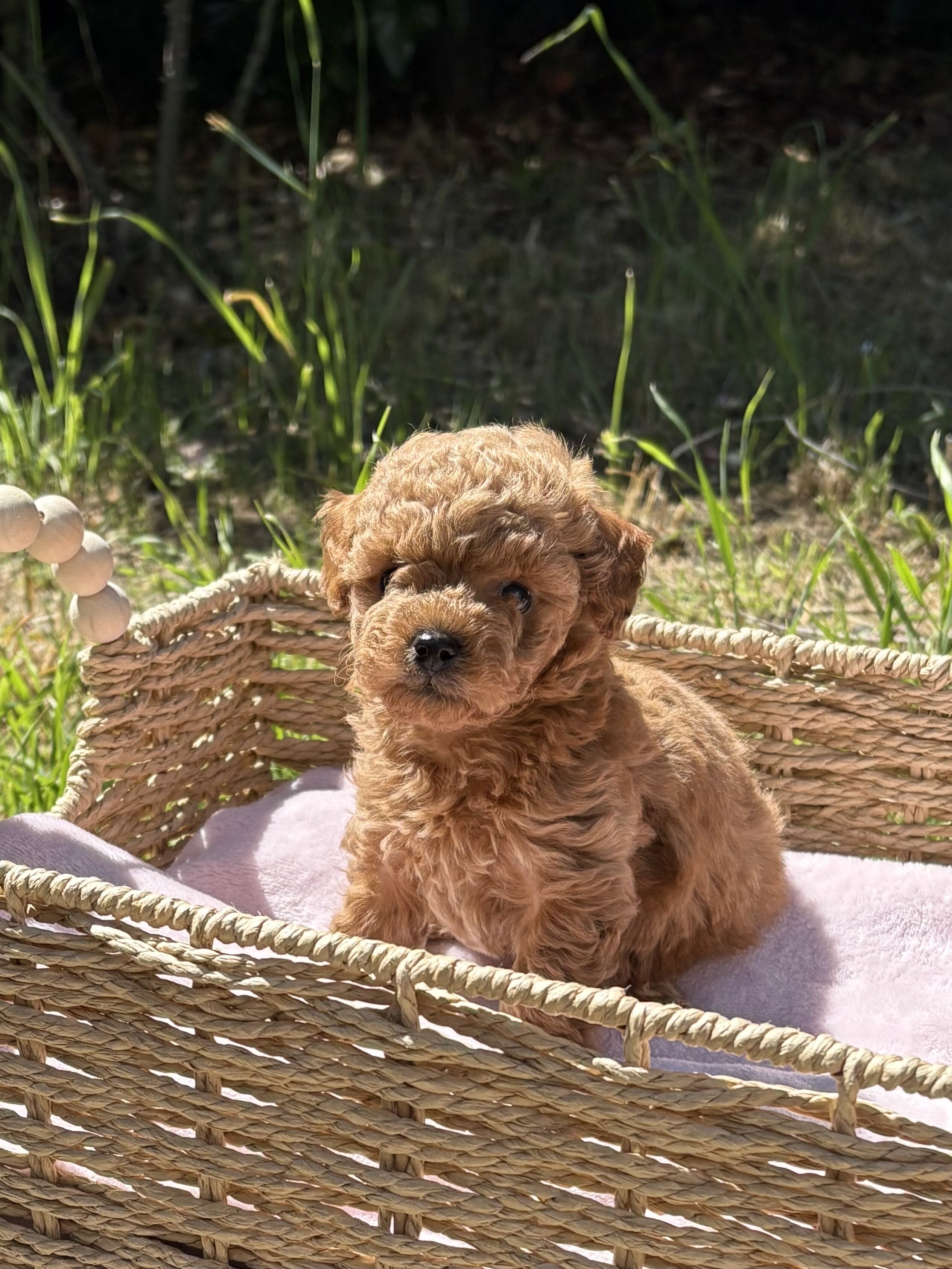 Toy poodle image 2