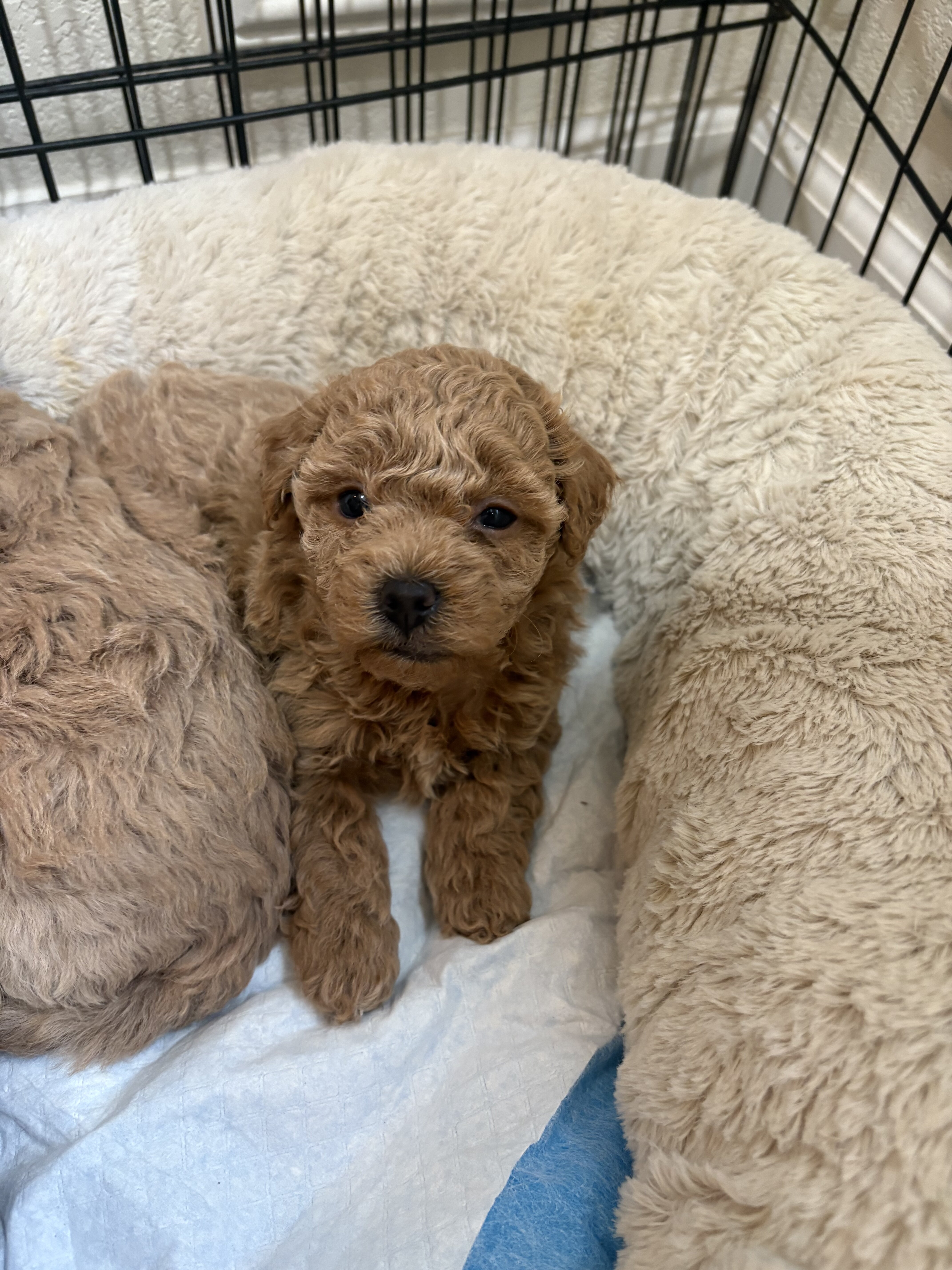Puppy image 2
