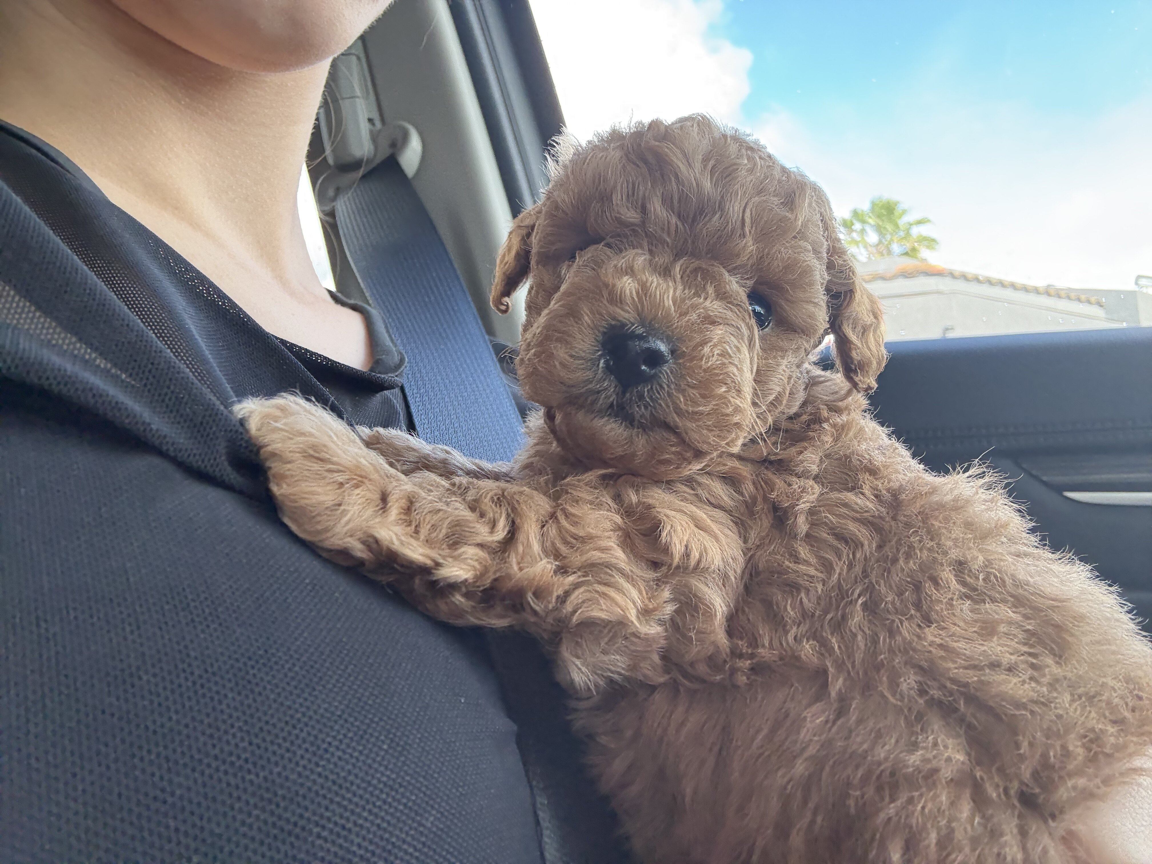 Puppy image 1