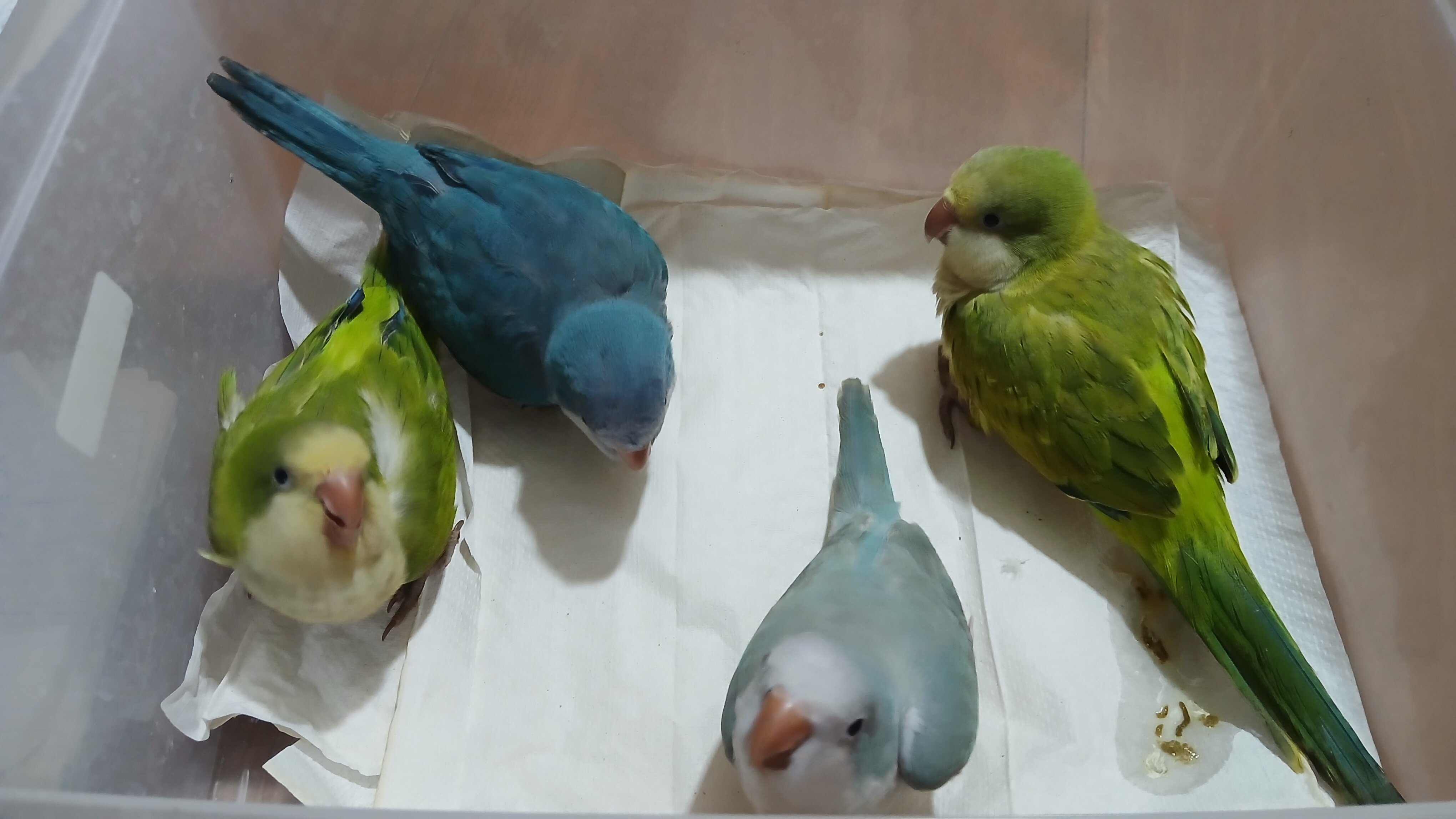 Tame Quakers image 4