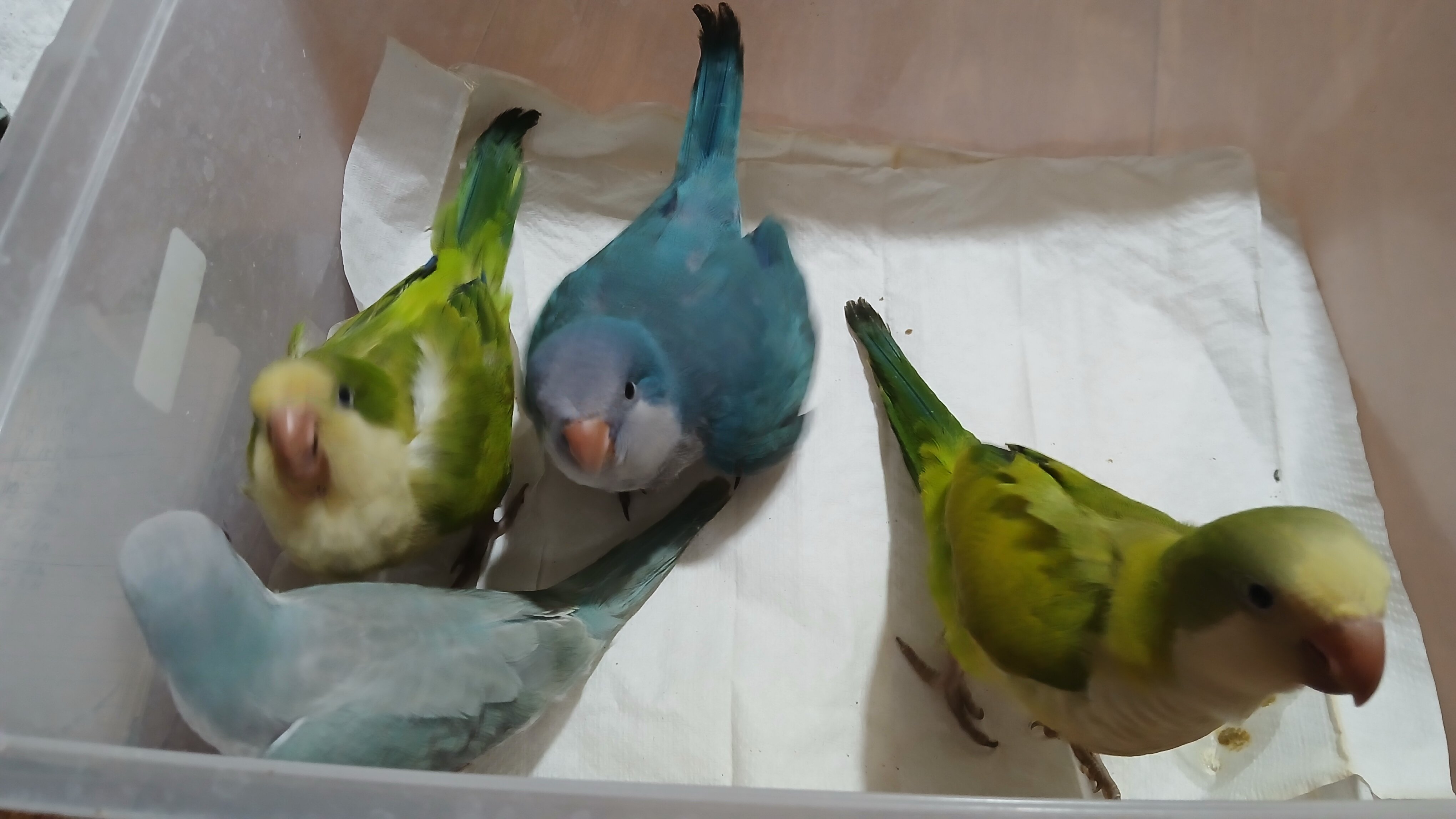 Tame Quakers image 1