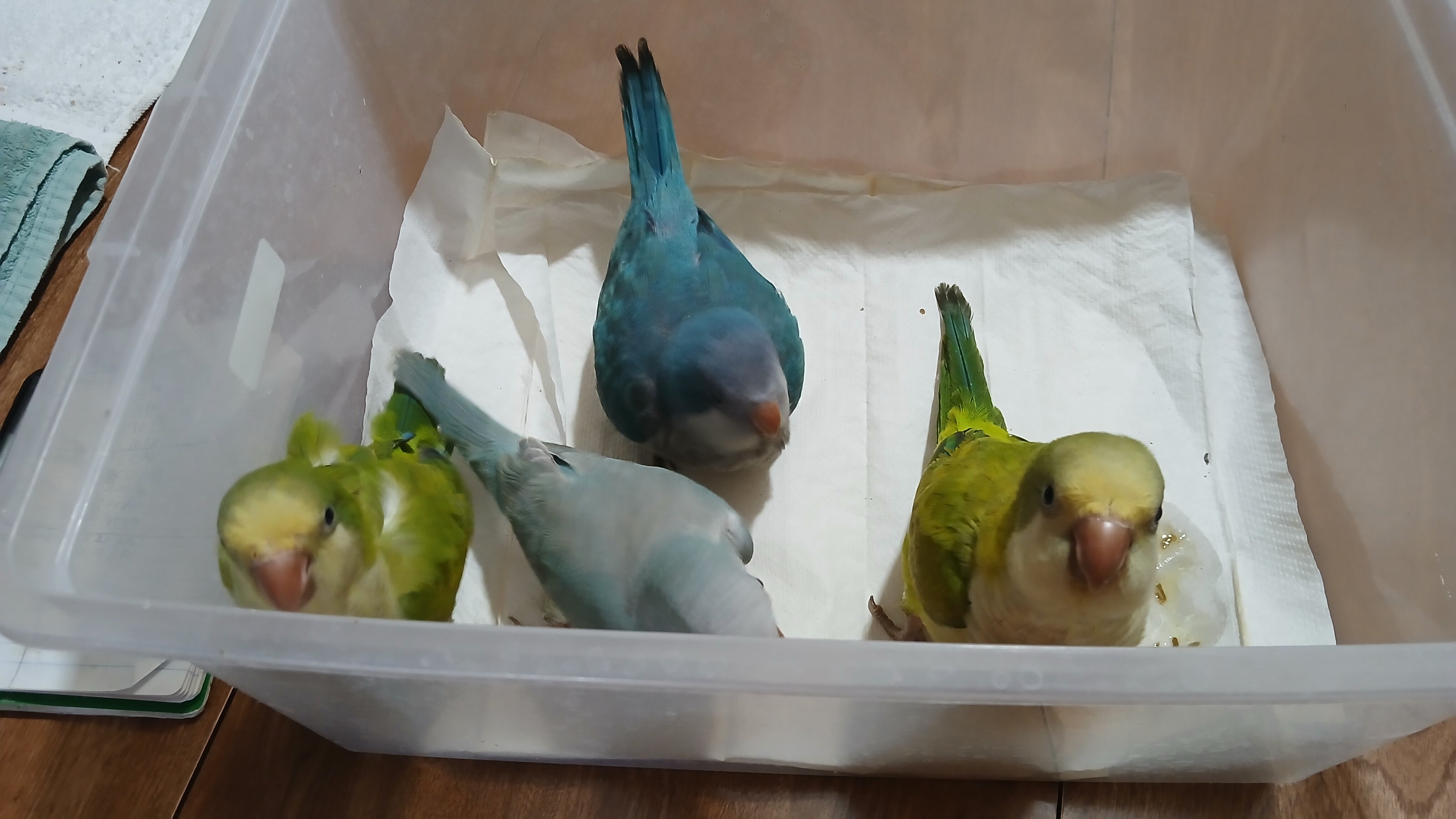 Tame Quakers image 3