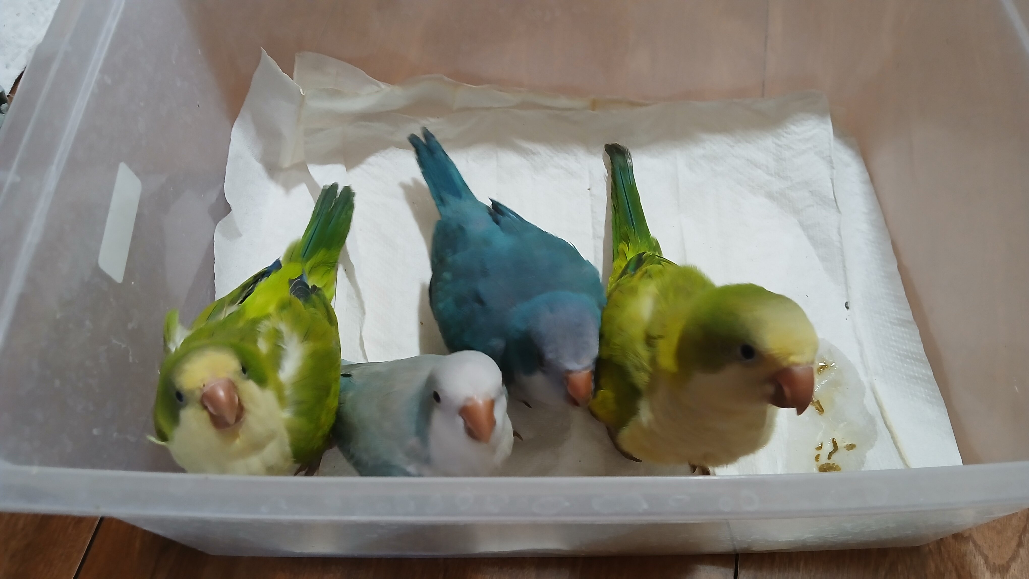 Tame Quakers image 2