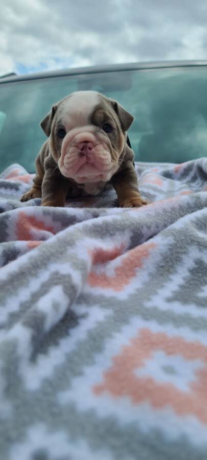 English Bulldog Male Lilac Tri available image 1