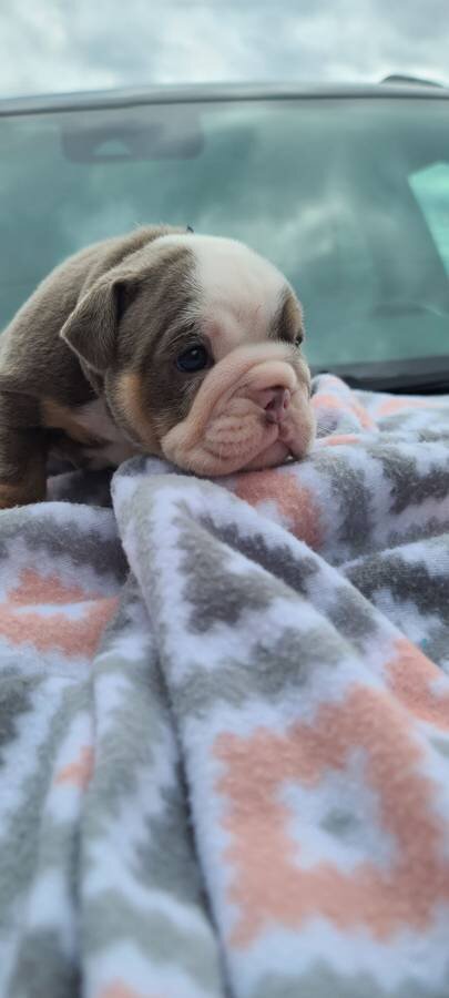 English Bulldog Male Lilac Tri available image 2
