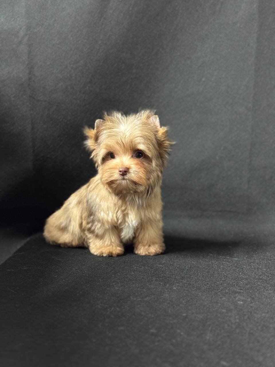 Adorable Yorkshire pups image 3