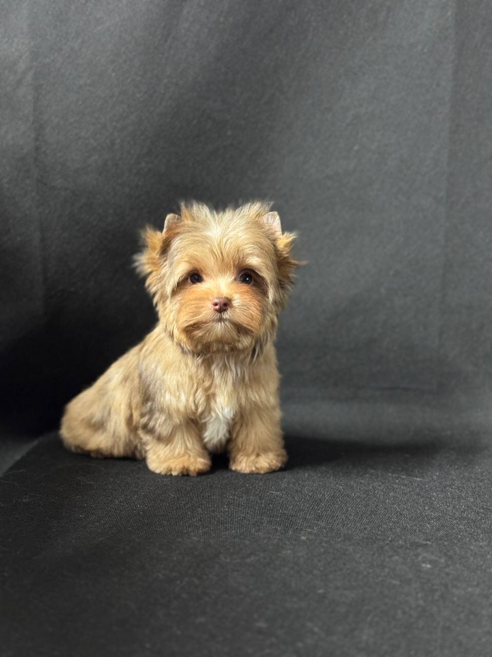 Adorable Yorkshire pups image 2