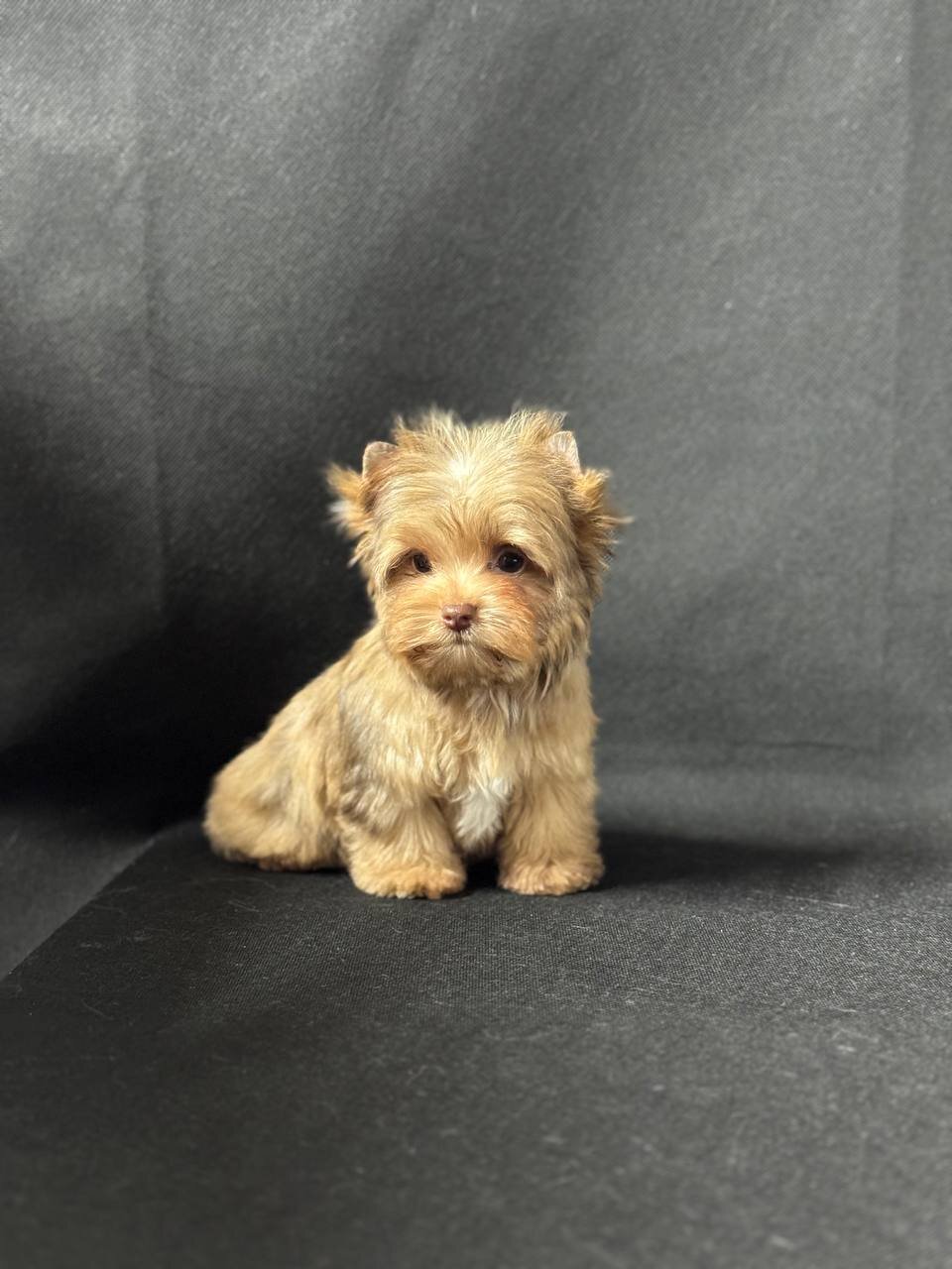 Adorable Yorkshire pups image 1