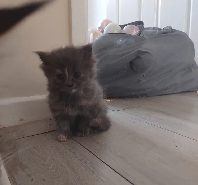 3 purebred Maine Goon kittens image 2