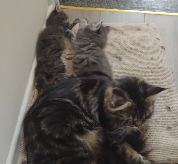 3 purebred Maine Goon kittens image 3